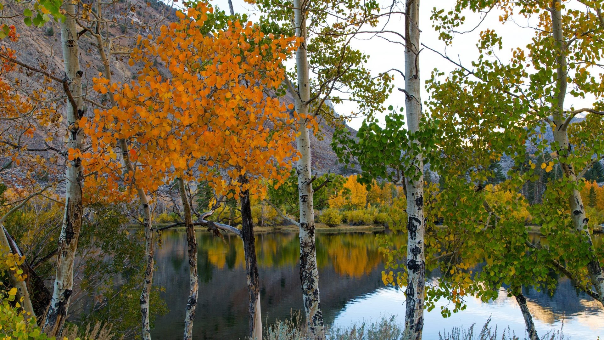 1920x1080 Autumn Tag - Birch Autumn Trunk Lake Nature Tree Beautiful Hd Wallpapers  Desktop for HD 16