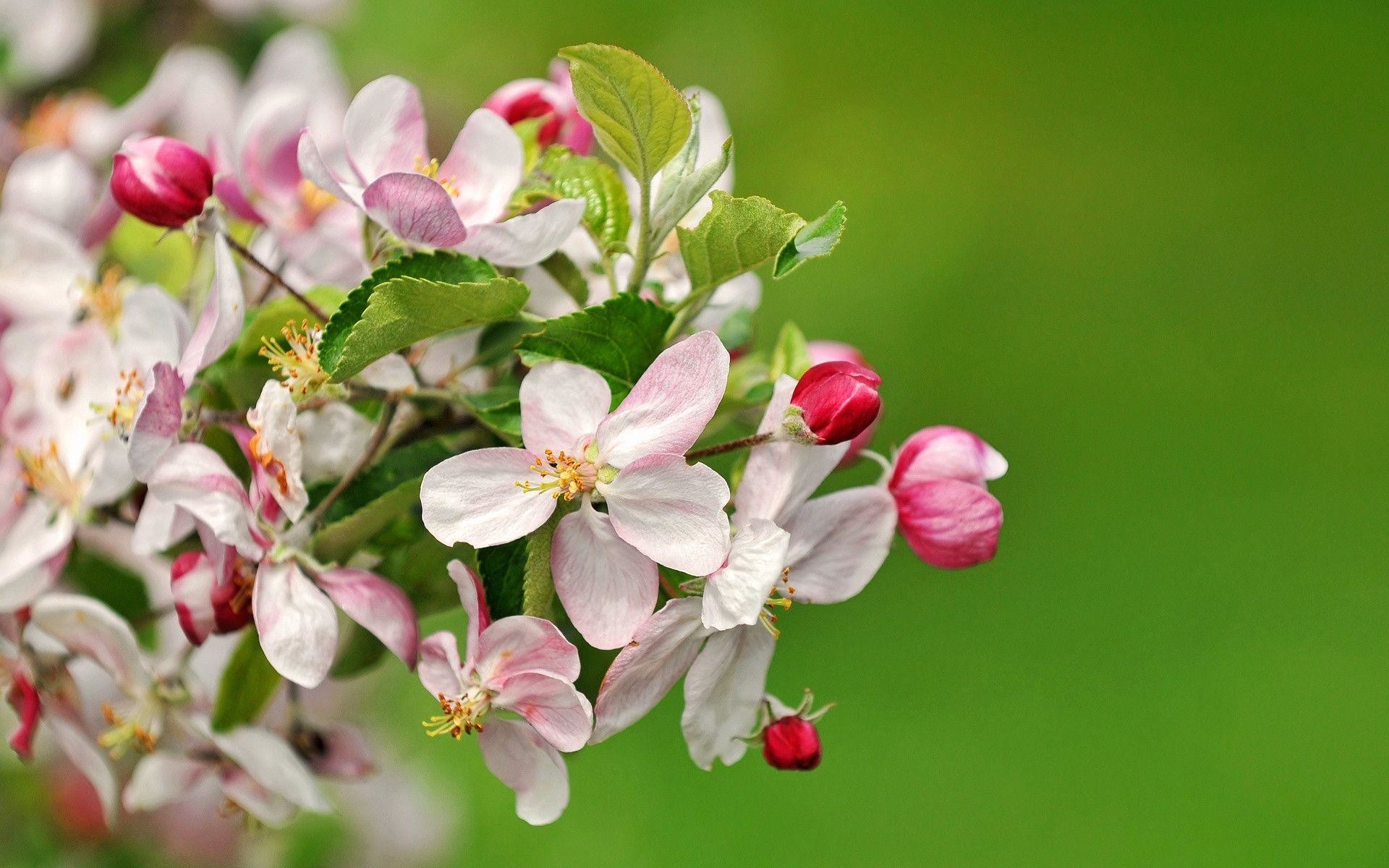 1920x1200 Wallpaper HD Apple Blossoms, Beautiful Apple Blossoms wallpapers .