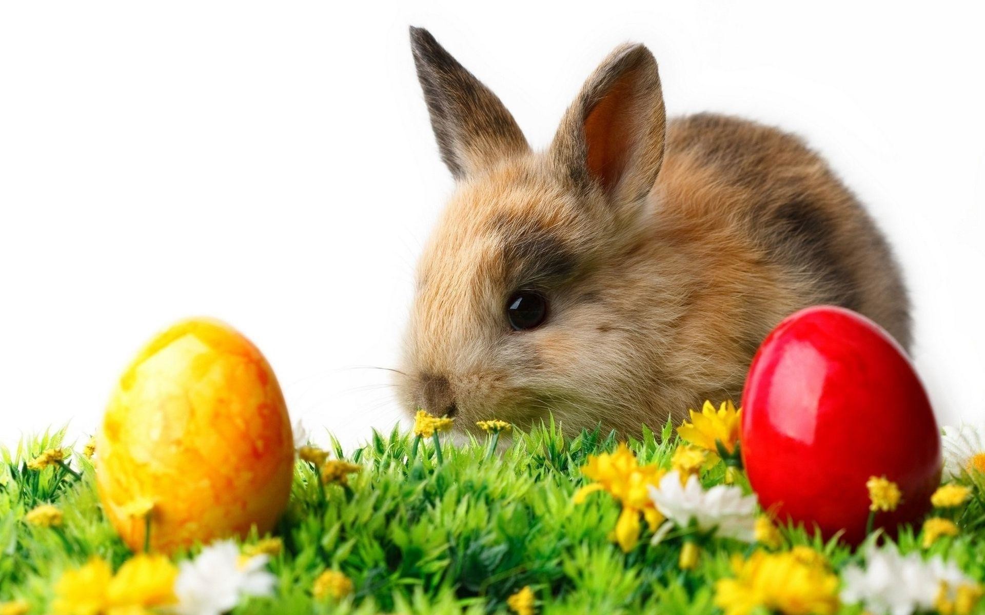 1920x1200 Animals wallpaper easter love mothers wallpapers 1920x1080 px .