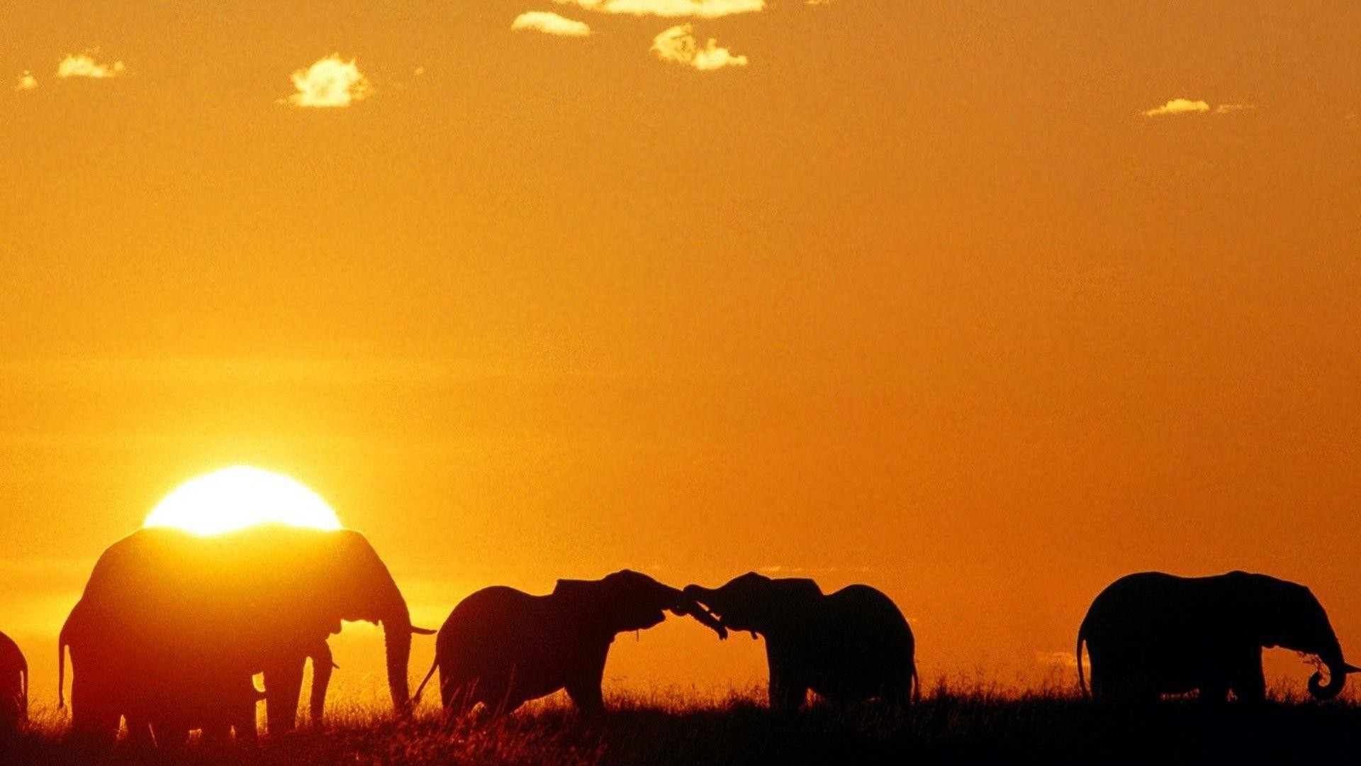 1920x1080 Elephant desktop wallpapers - from African to Indian Elephants in HD