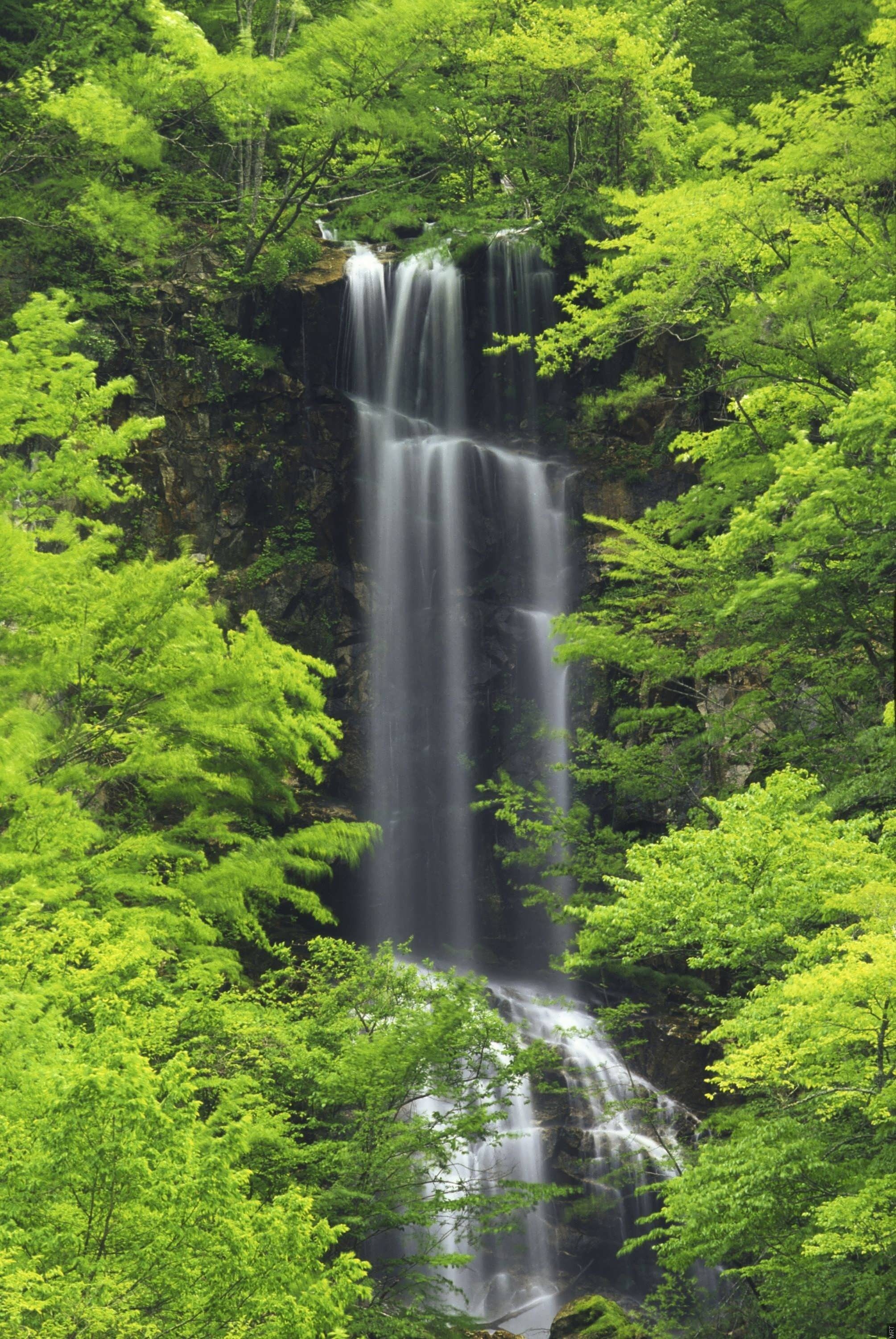 2009x3000 Forests nature trees water waterfalls wallpaper