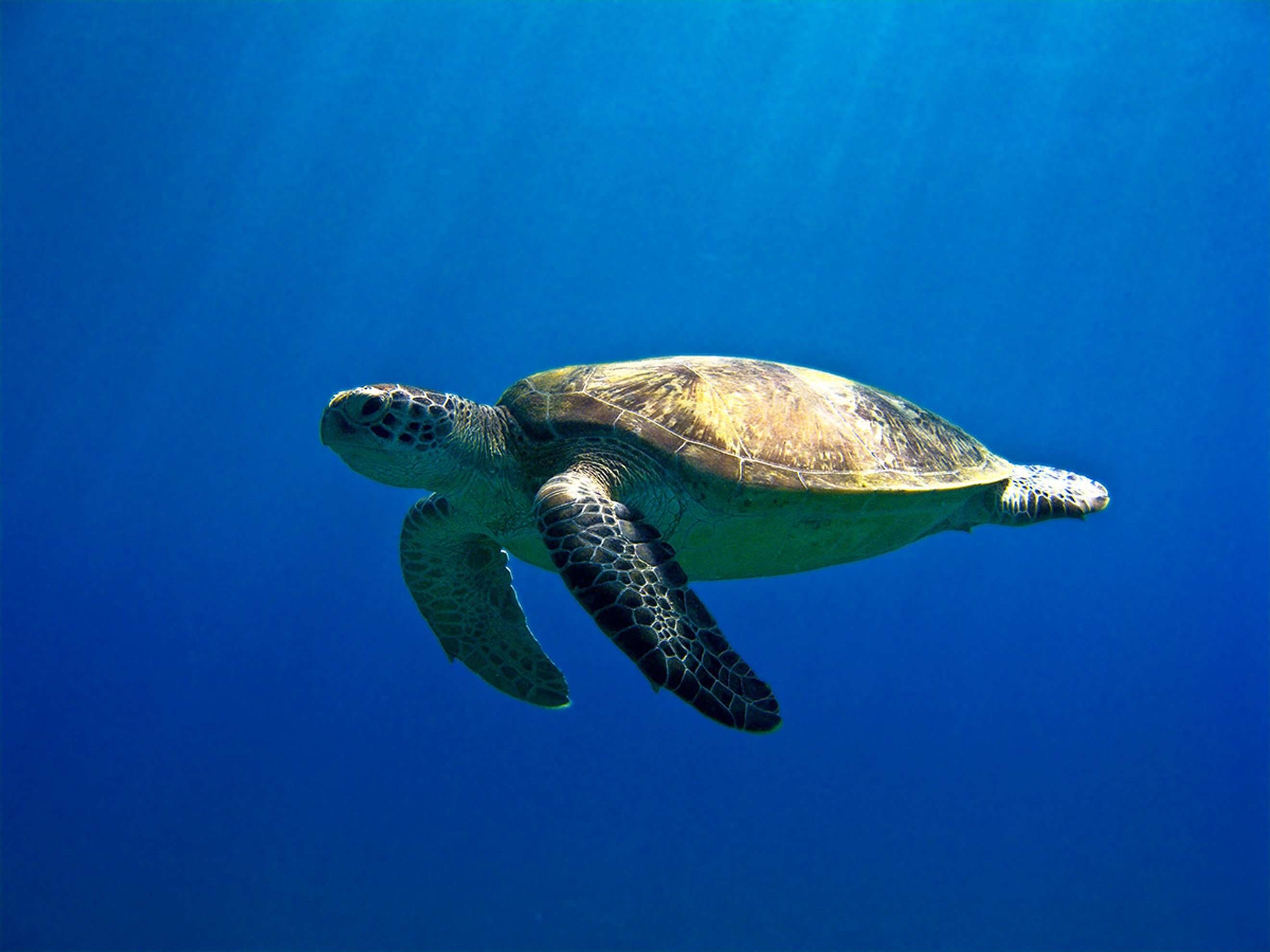 Sea Turtles Desktop Wallpaper.