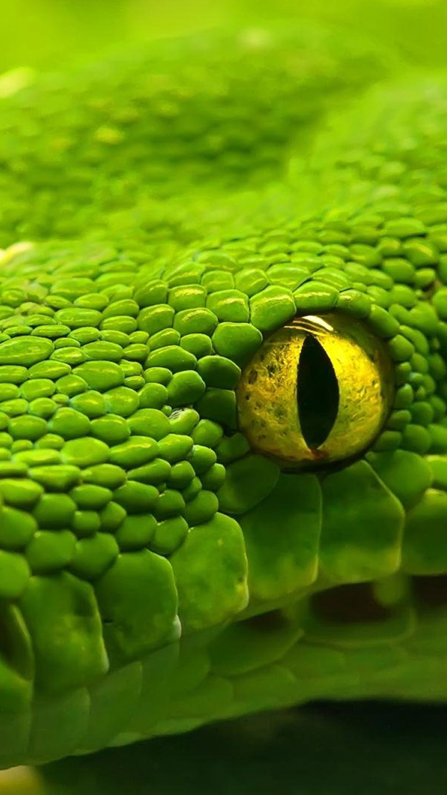 1440x2560 Green Snake Eyes Galaxy S6 Wallpaper