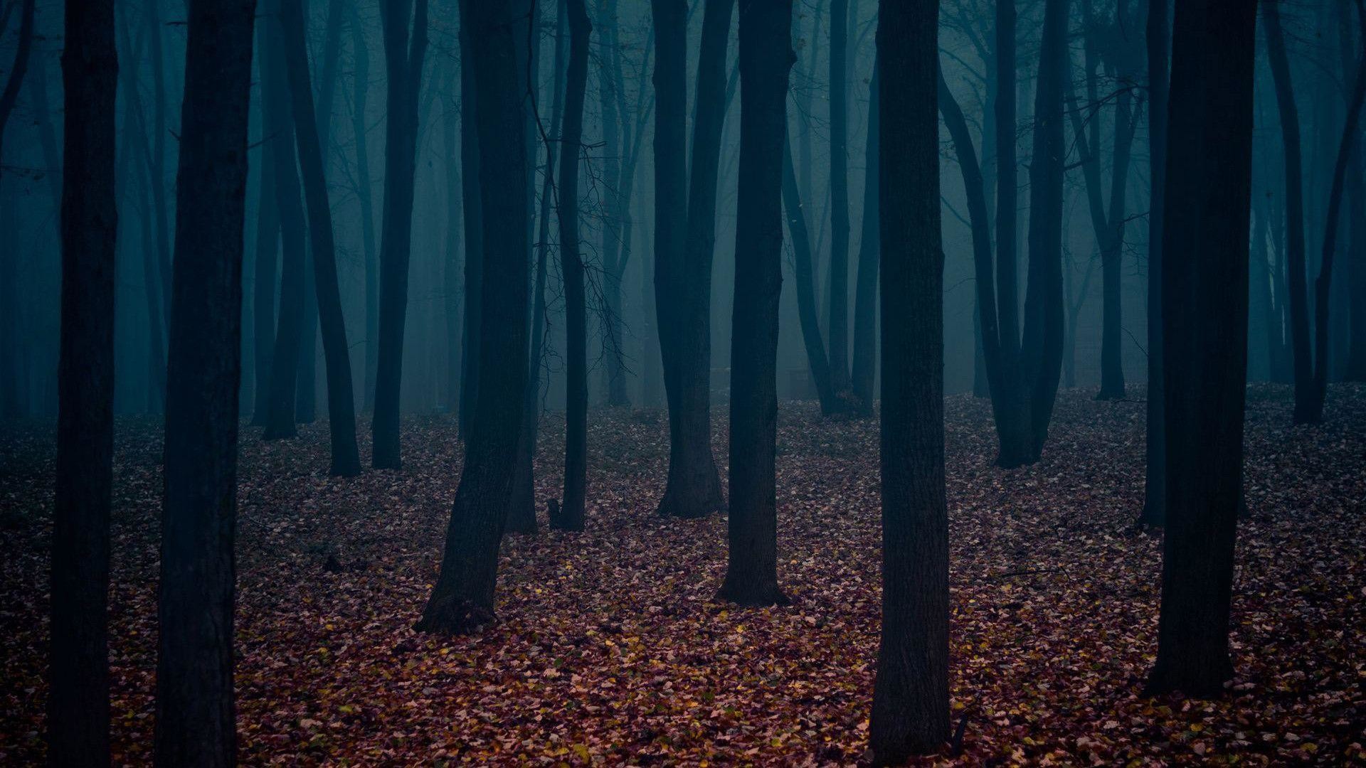 1920x1080 Wallpapers For > Dark Forest Wallpaper 