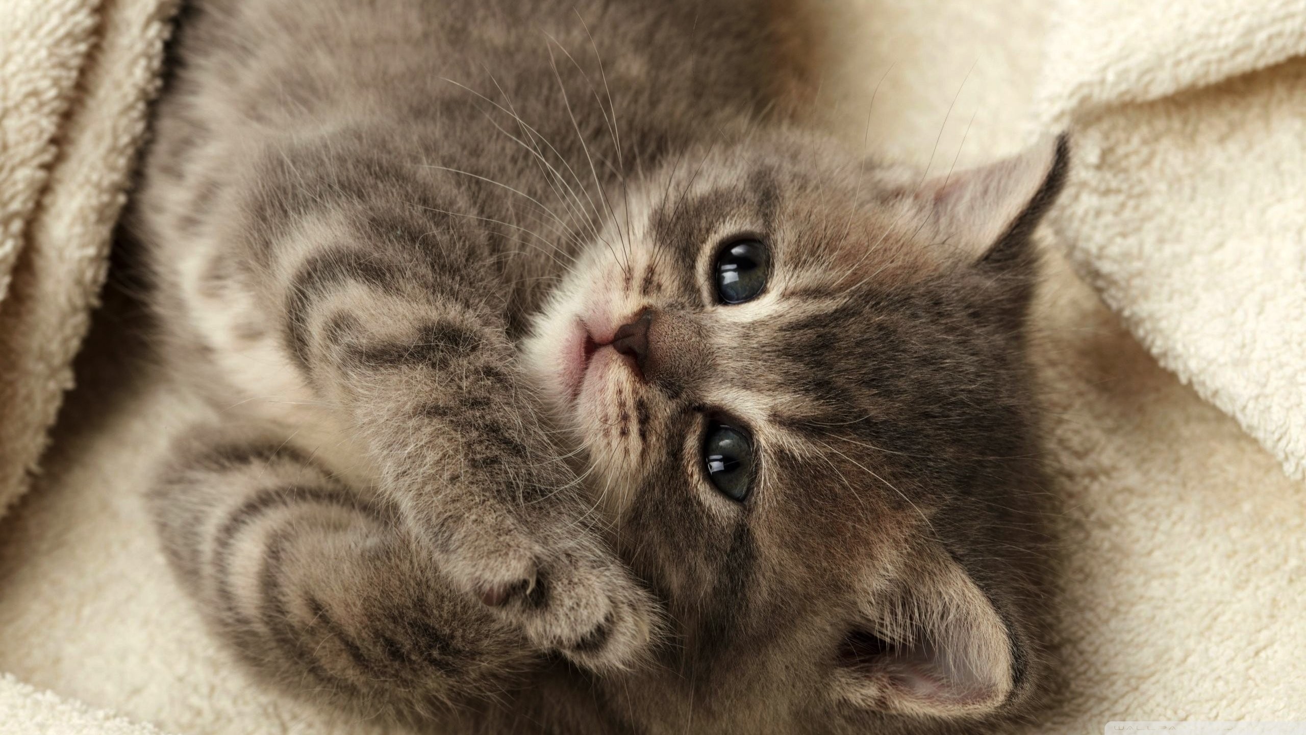 2560x1440 Cute Kitten 805193