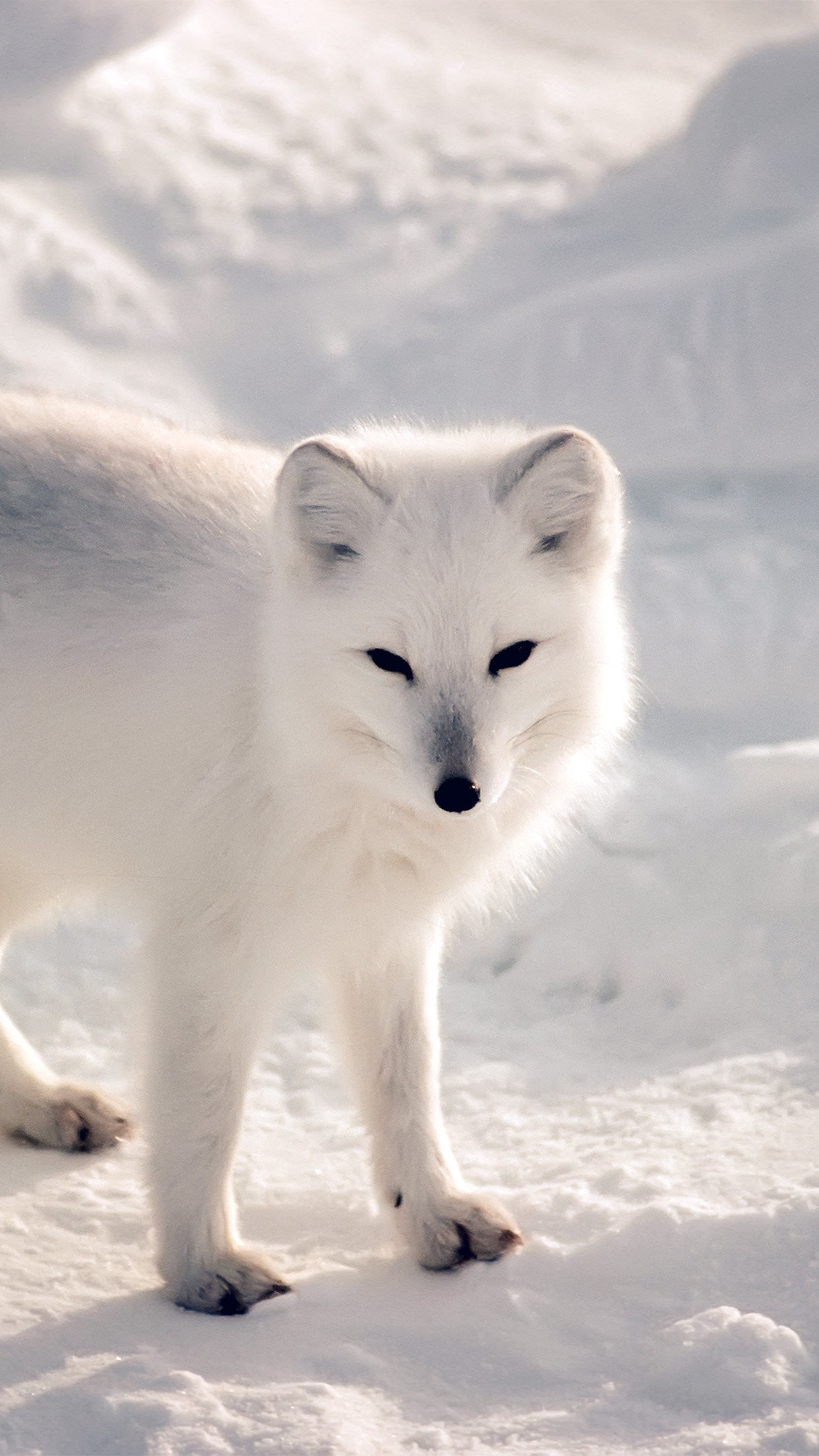1242x2208 cool white artic fox snow winter animal iphone6 plus wallpaper