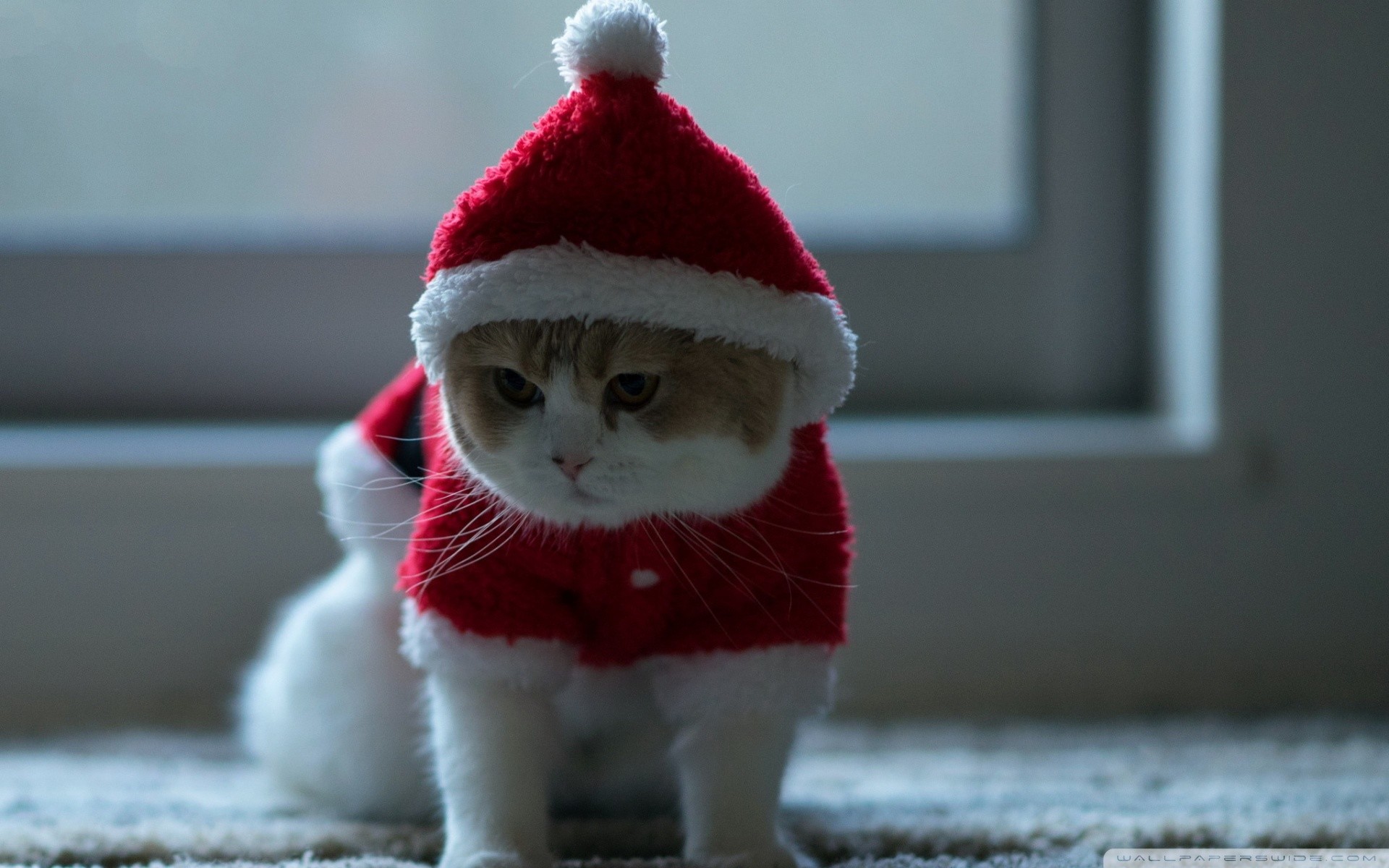1920x1200 Christmas Cat Res:  / Size:523kb. Views: 10724