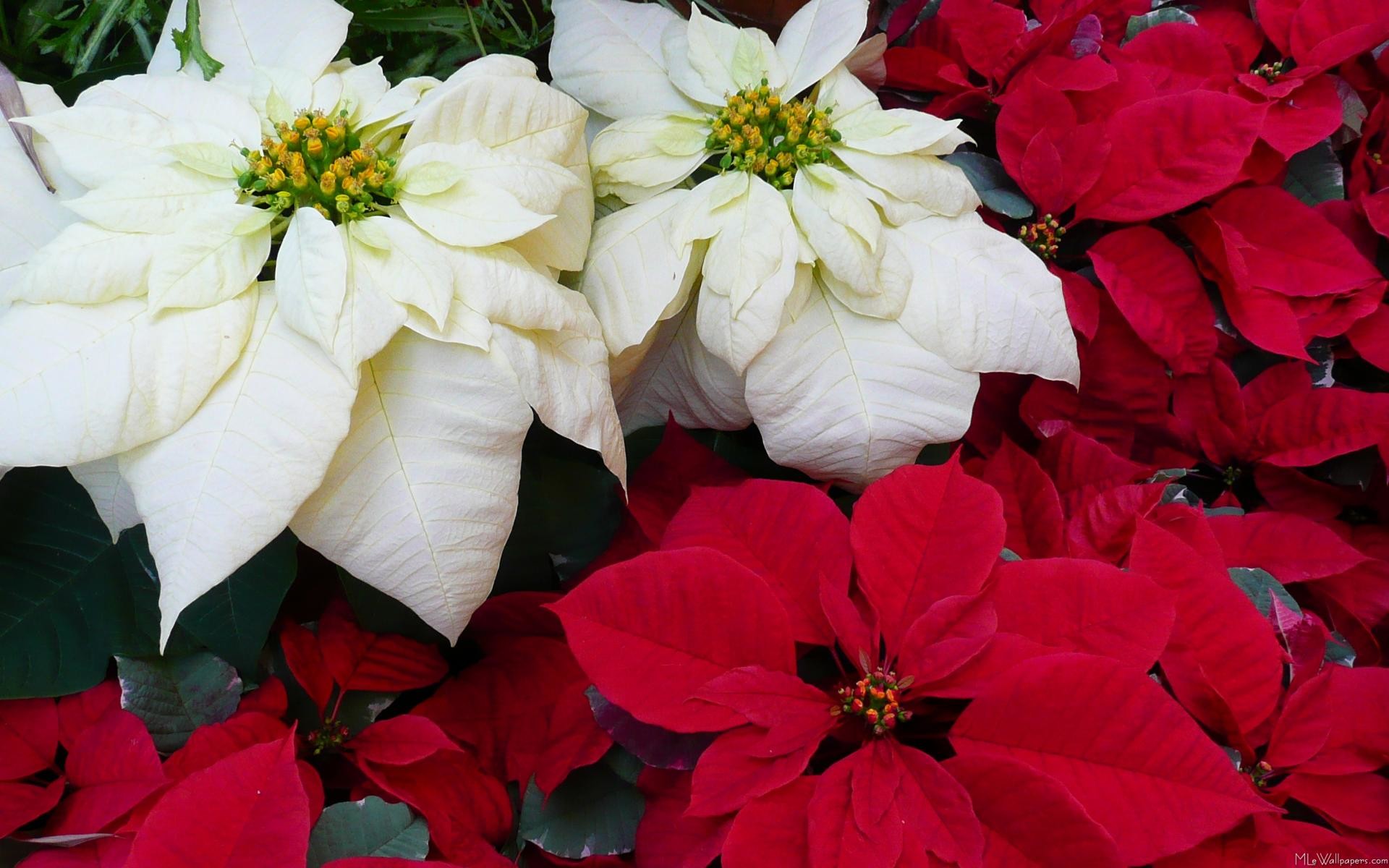 1920x1200 White and Red Poinsettias II