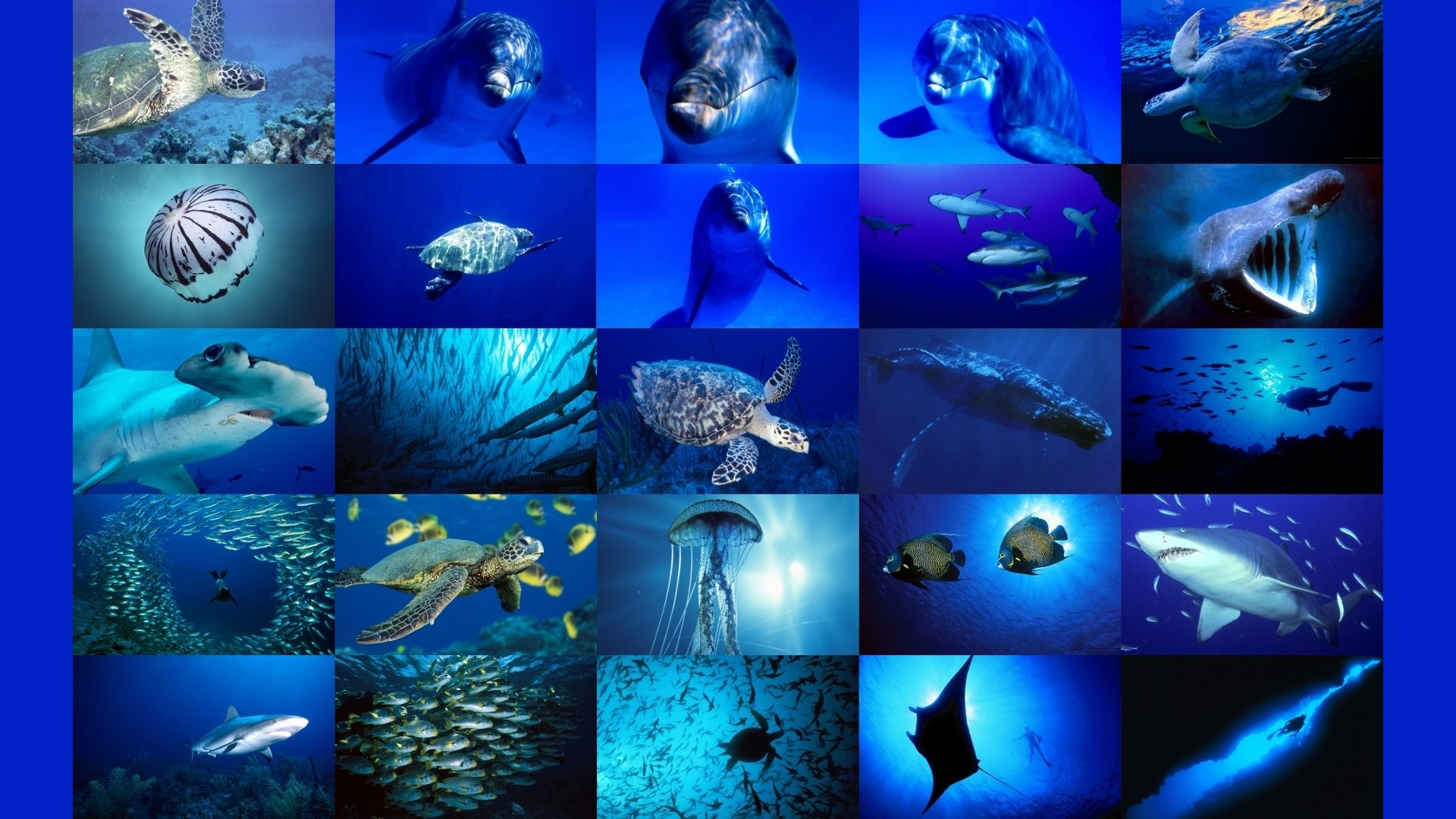 1920x1080 Deep Sea Animal Corel Aqua Wallpapers