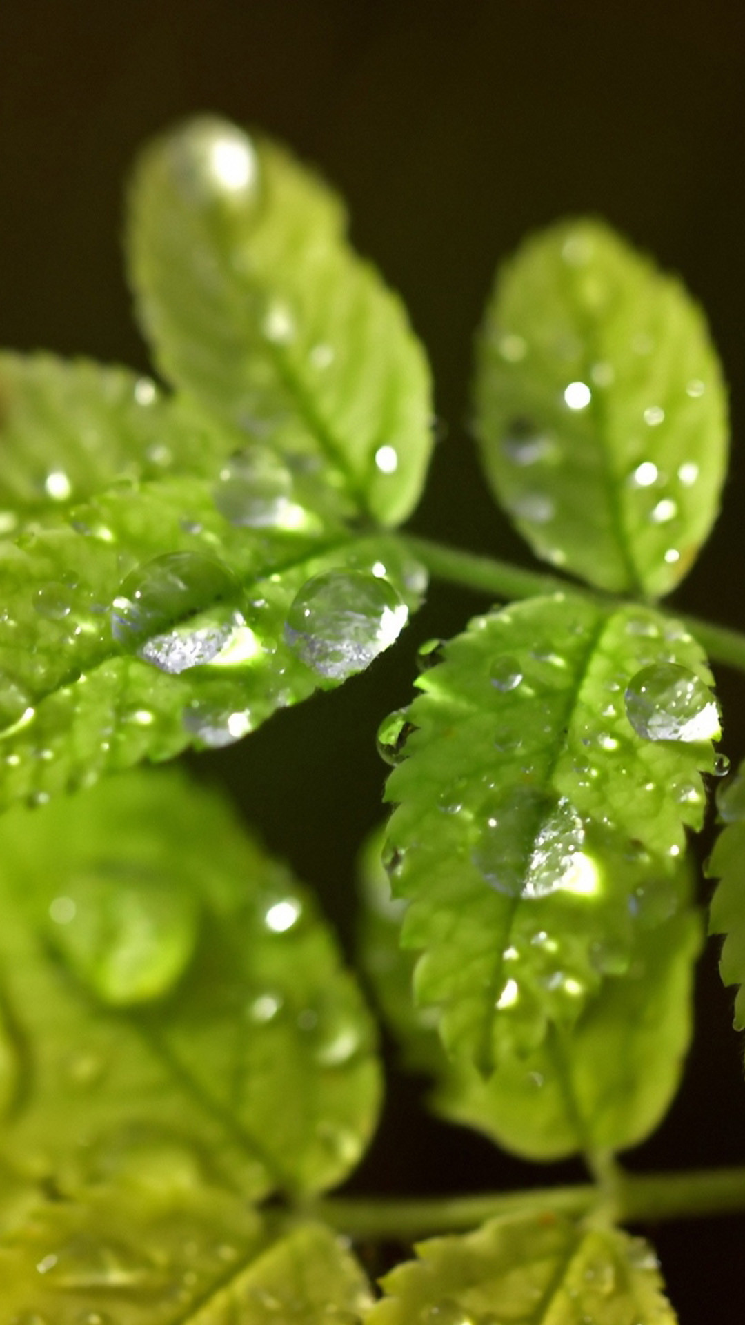 1080x1920 Leaf water droplets S4 Wallpaper