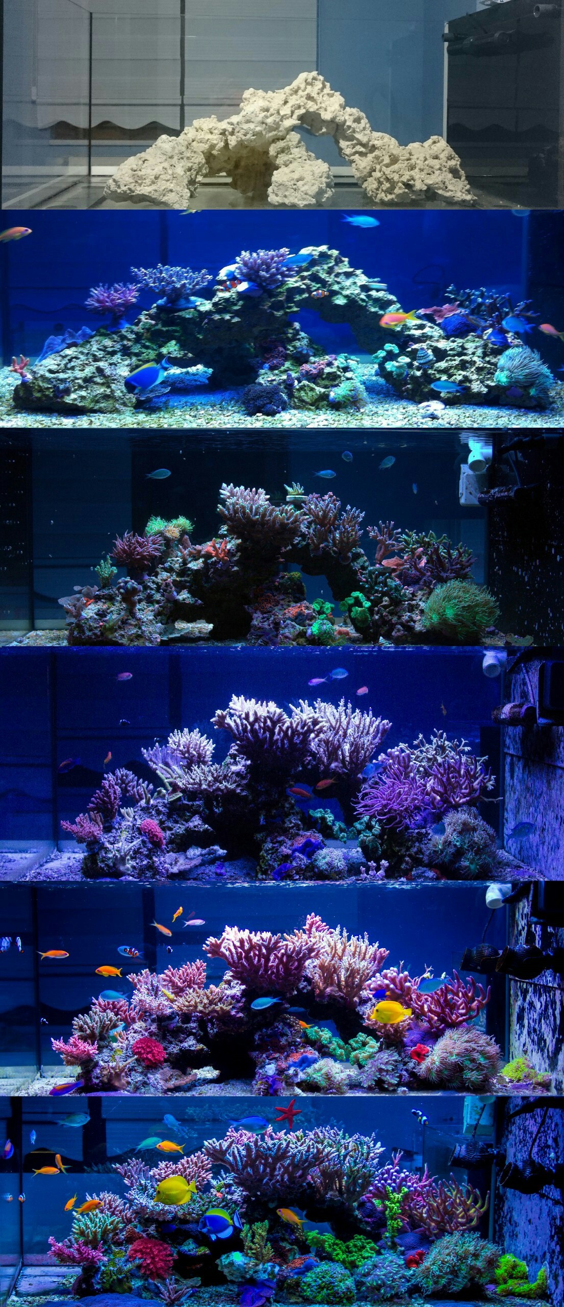 1106x2560 progression-of-a-reef-tank-wallpaper-wp2009151