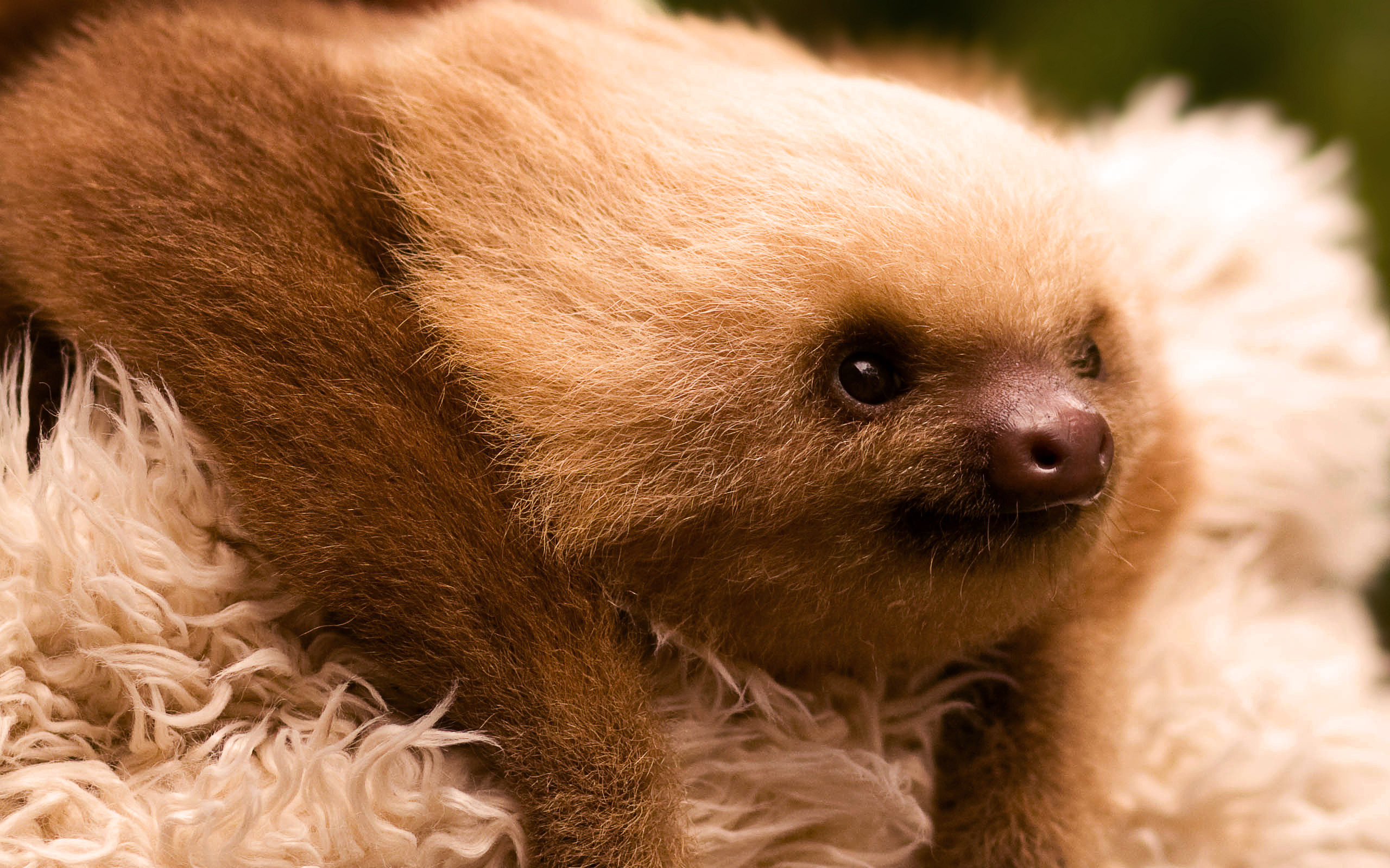 2560x1600 Sloth-Images-HD