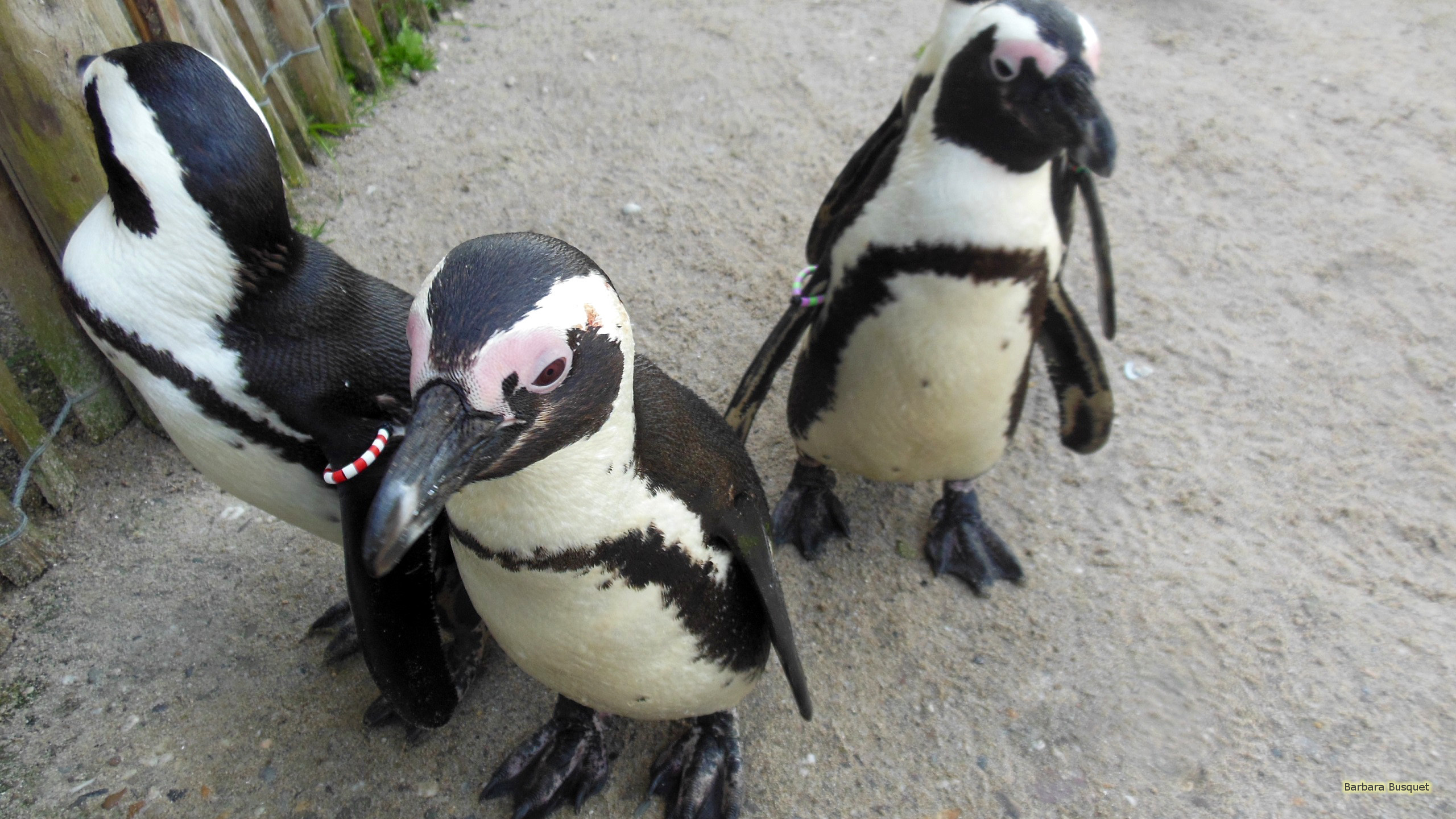 2560x1440 HD wallpaper jackass penguins