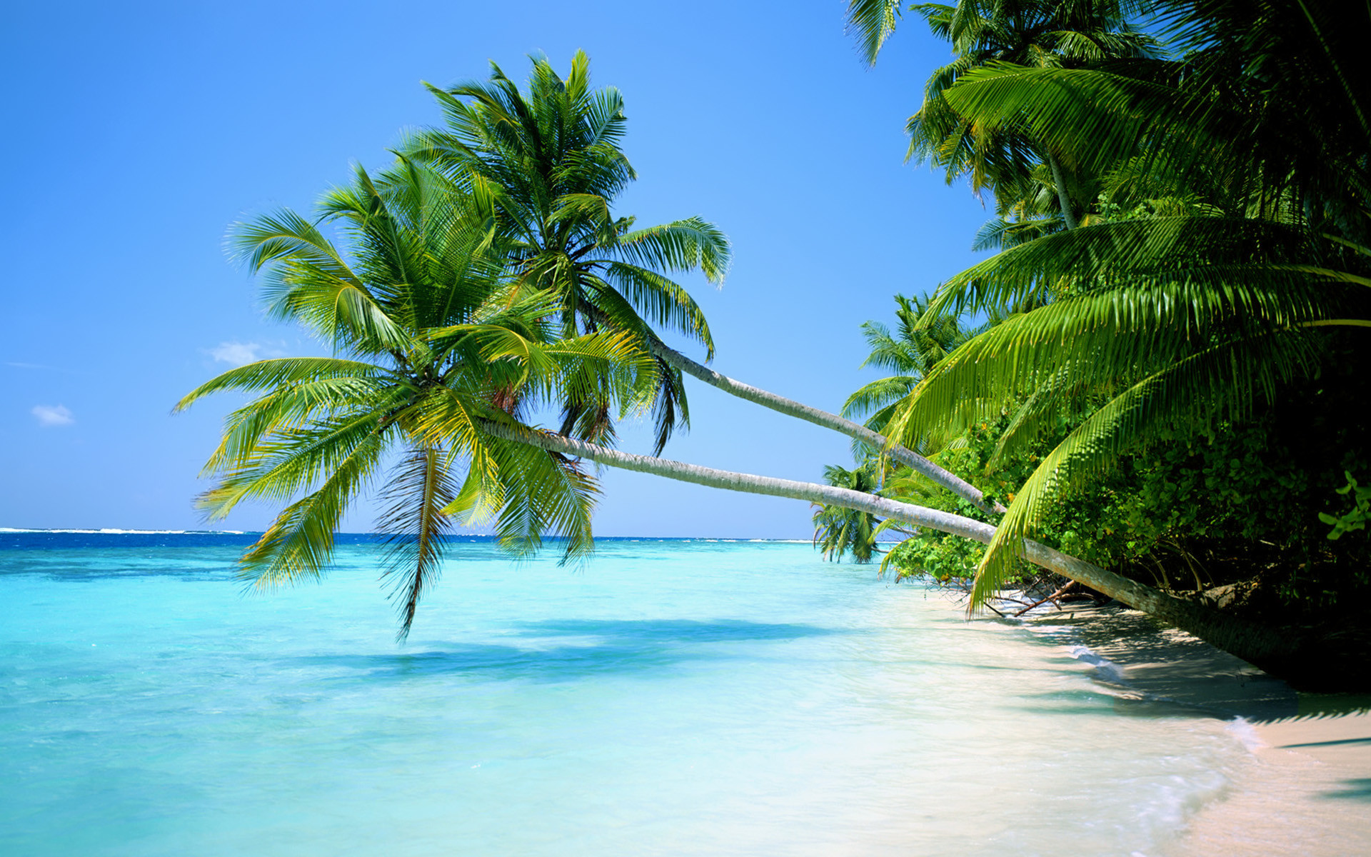1920x1200 beach with palm trees. beach landscape with palm tree trees n