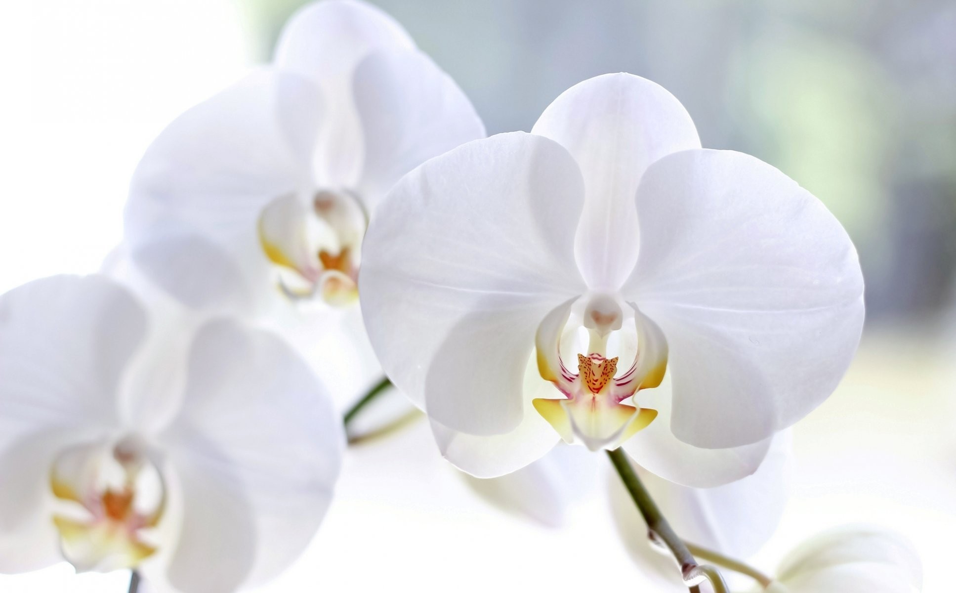 1935x1200 orchid white phalaenopsis flower petals close up