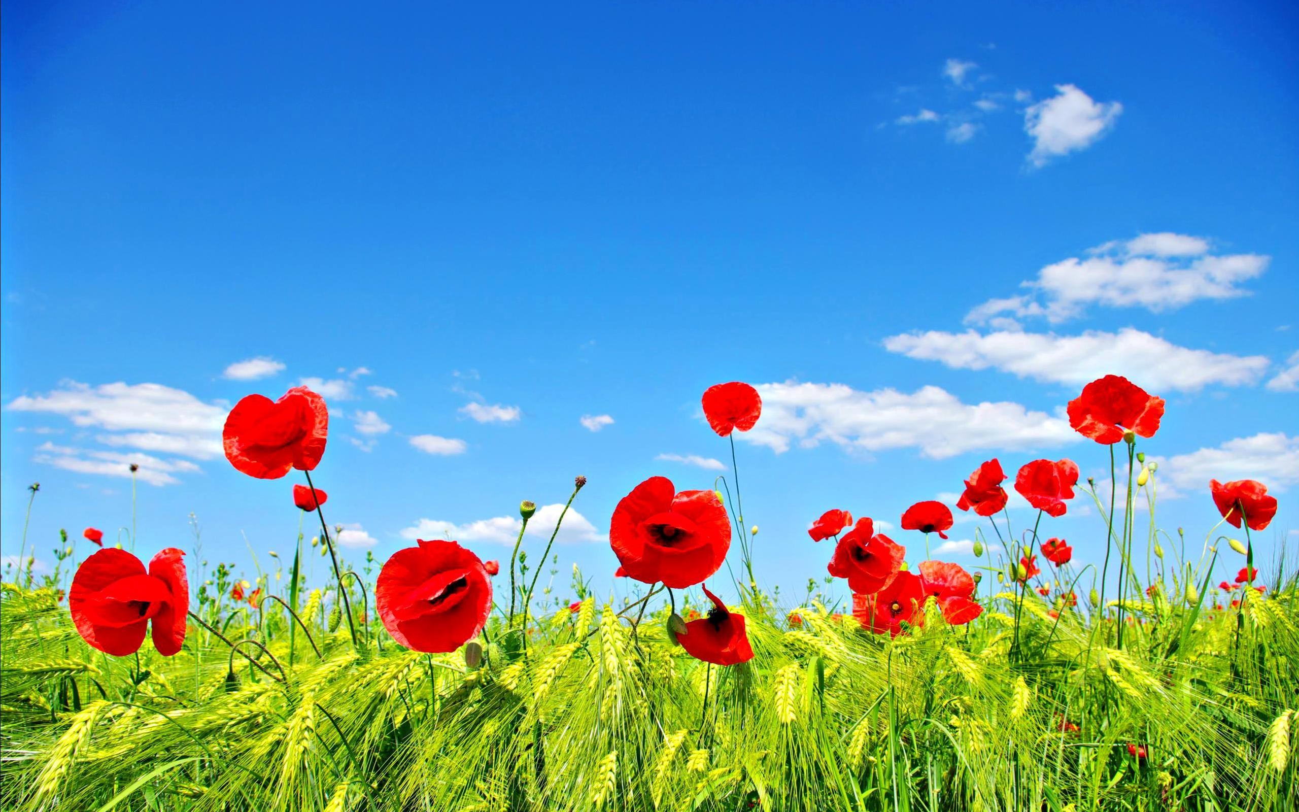 2560x1600 Field Of Poppies