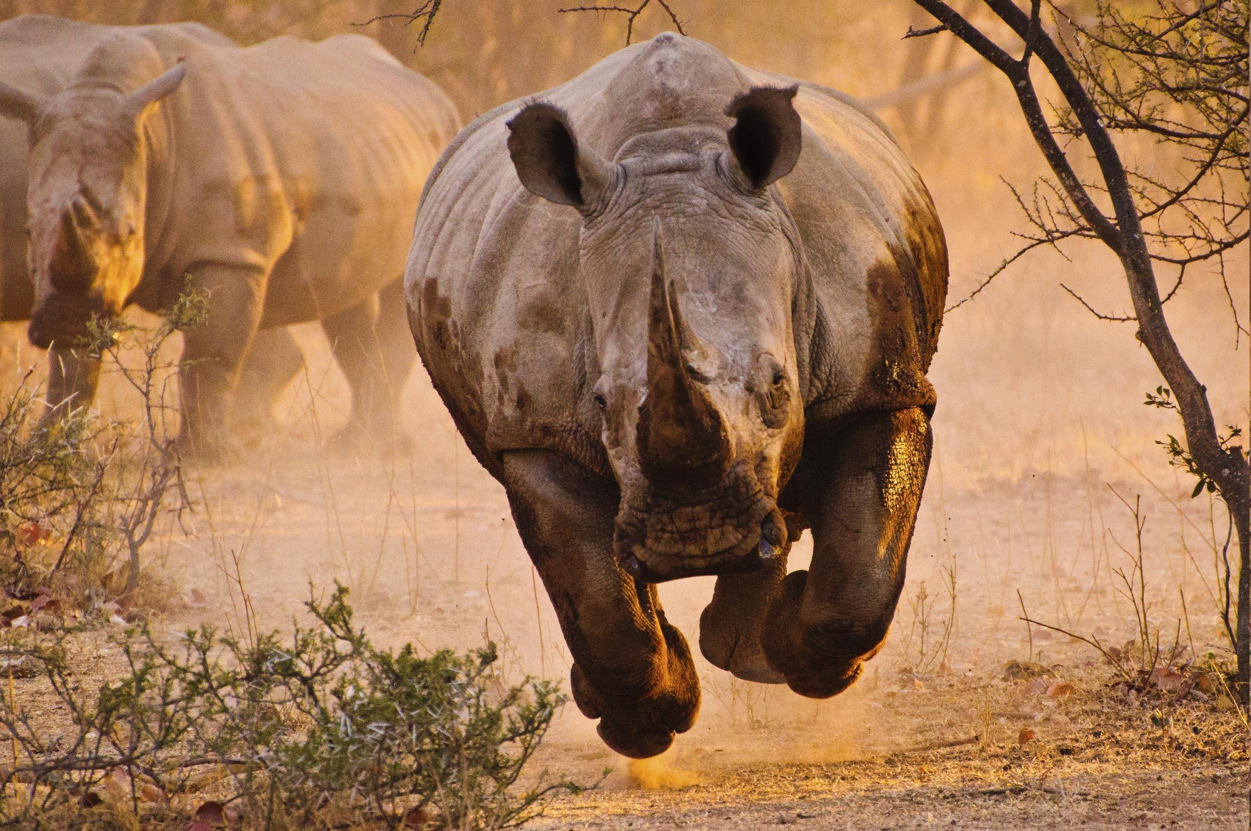 2499x1660 rhino, Nature, Animals Wallpapers HD / Desktop and Mobile Backgrounds