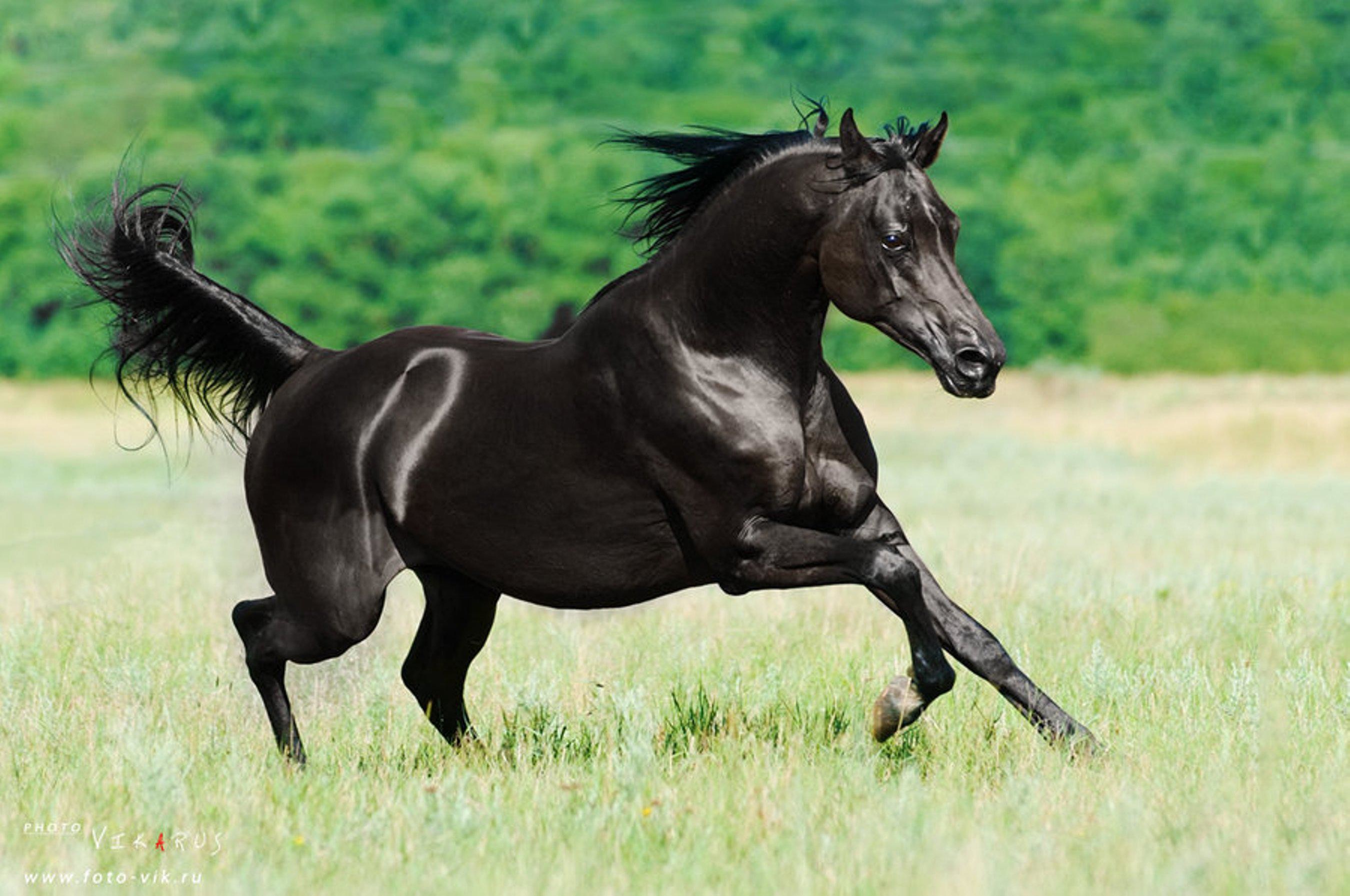 2700x1794 Stallion Horse Wallpapers, Images, Photos, Pictures & Pics