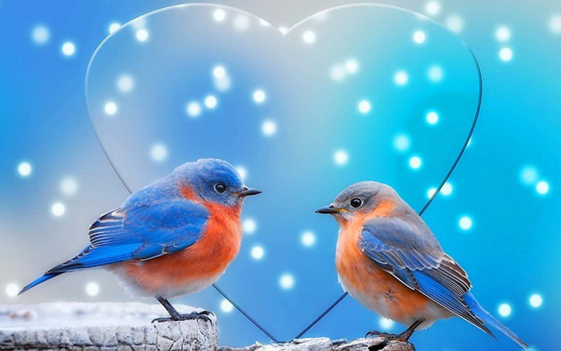 1920x1200 Colorful Sparrow Love Birds | HD Animals and Birds Wallpaper Free Download  ...