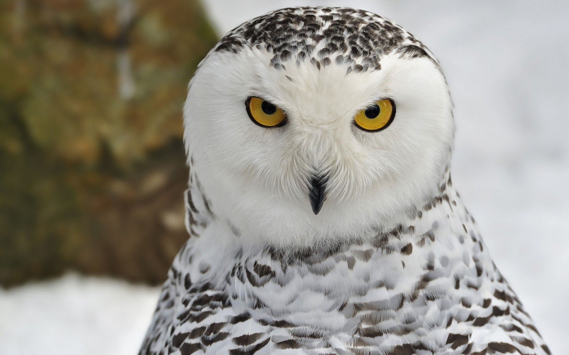 1920x1200 White-Owl-HD-Wallpaper-pictures-images