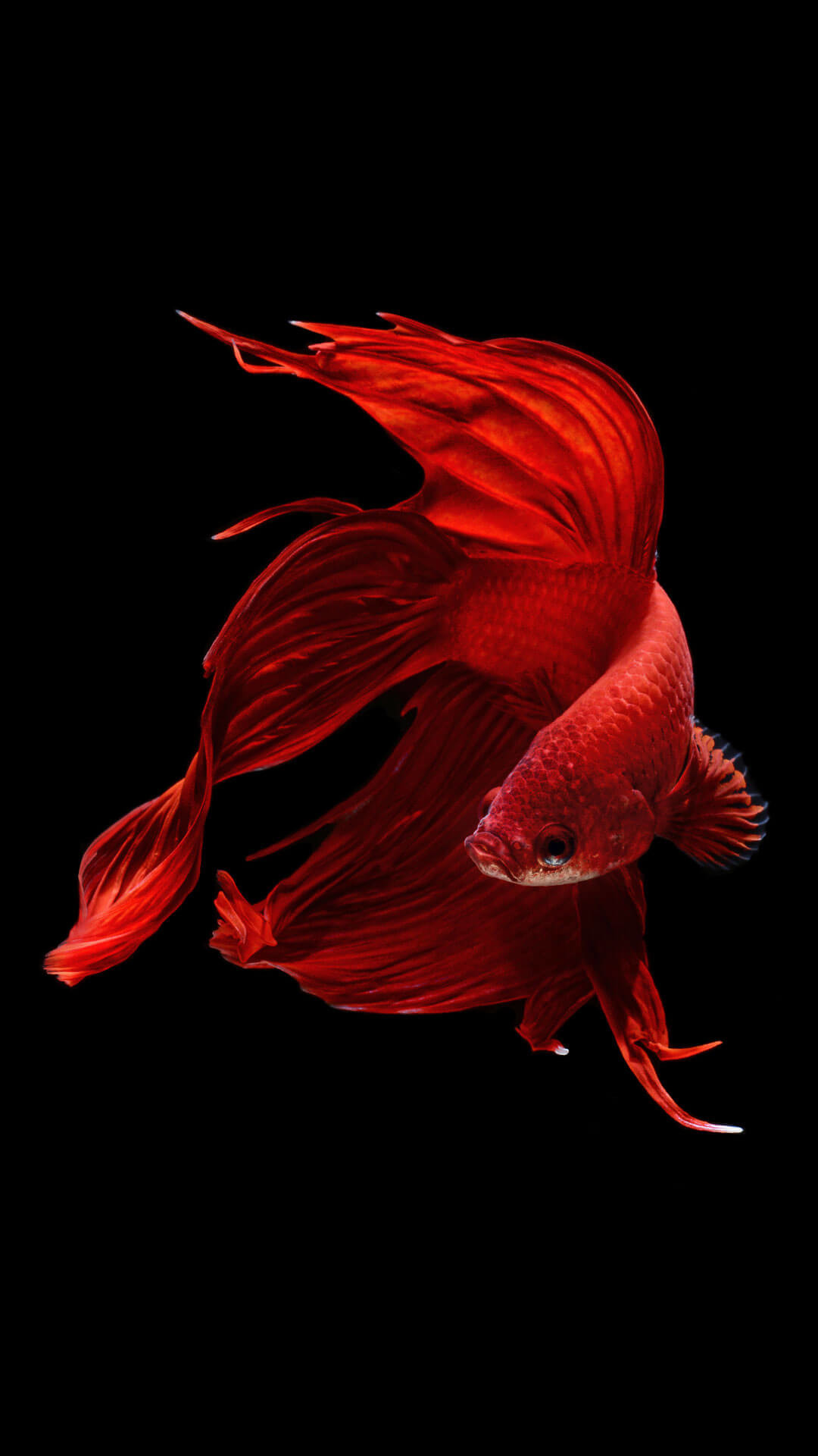 1080x1920 Betta Fish iPhone 6 And iPhone 6s Wallpaper HD