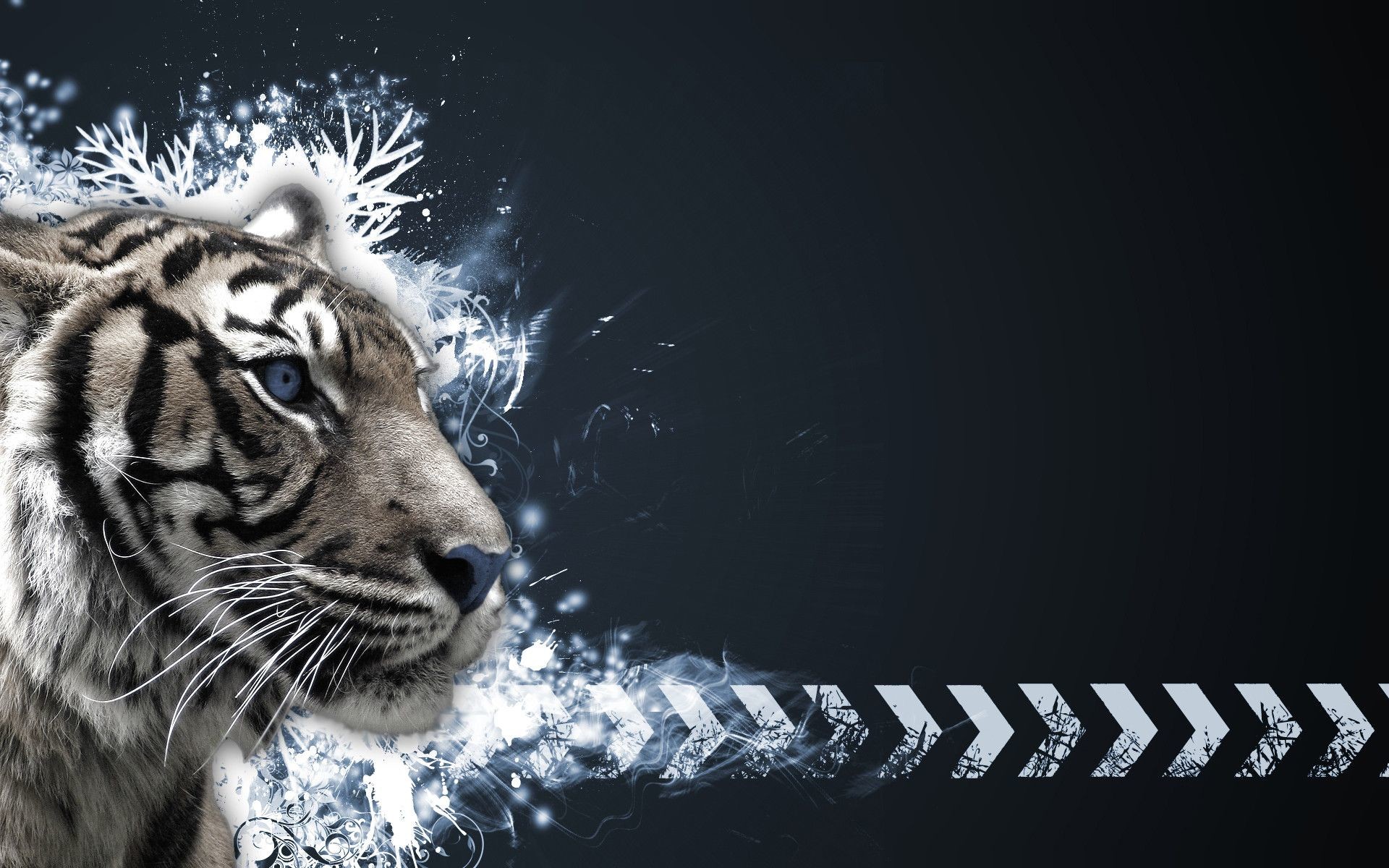 1920x1200 0 White Tiger Wallpapers HD White Tiger Wallpapers HD