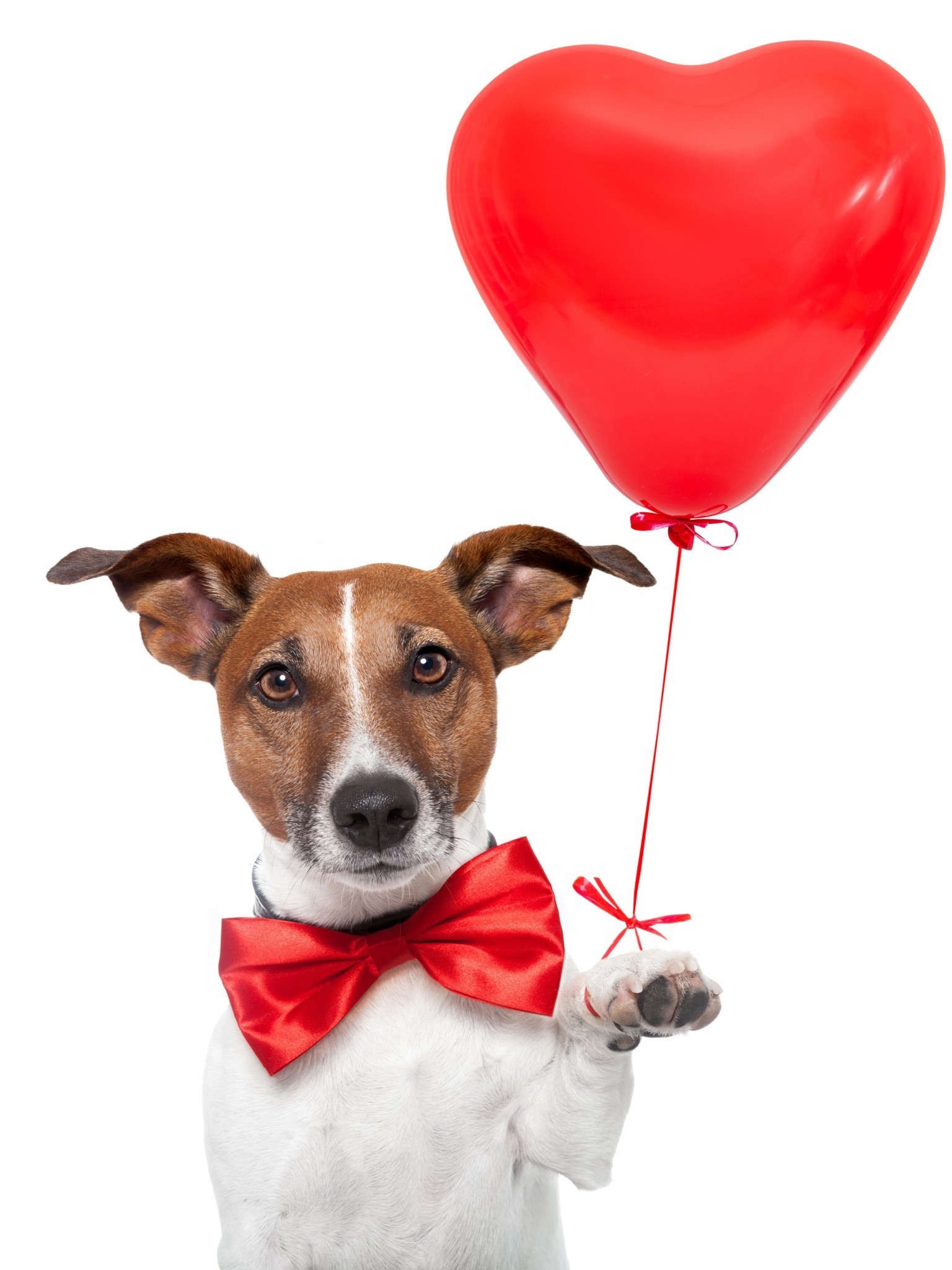 1536x2048 Dog, Balloon, Funny, Creative