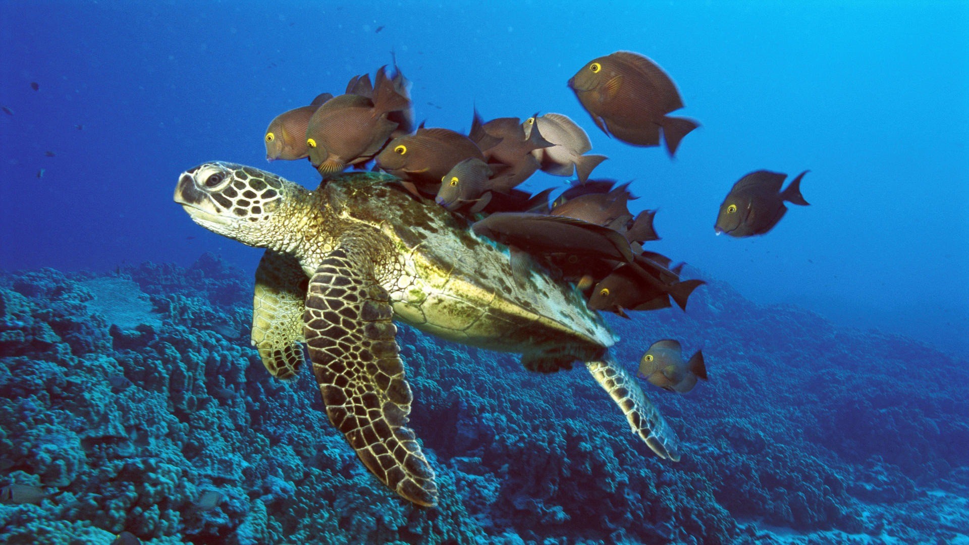 1920x1080 Green Sea Turtle Being Cleaned by Reef Fishes Hawaii