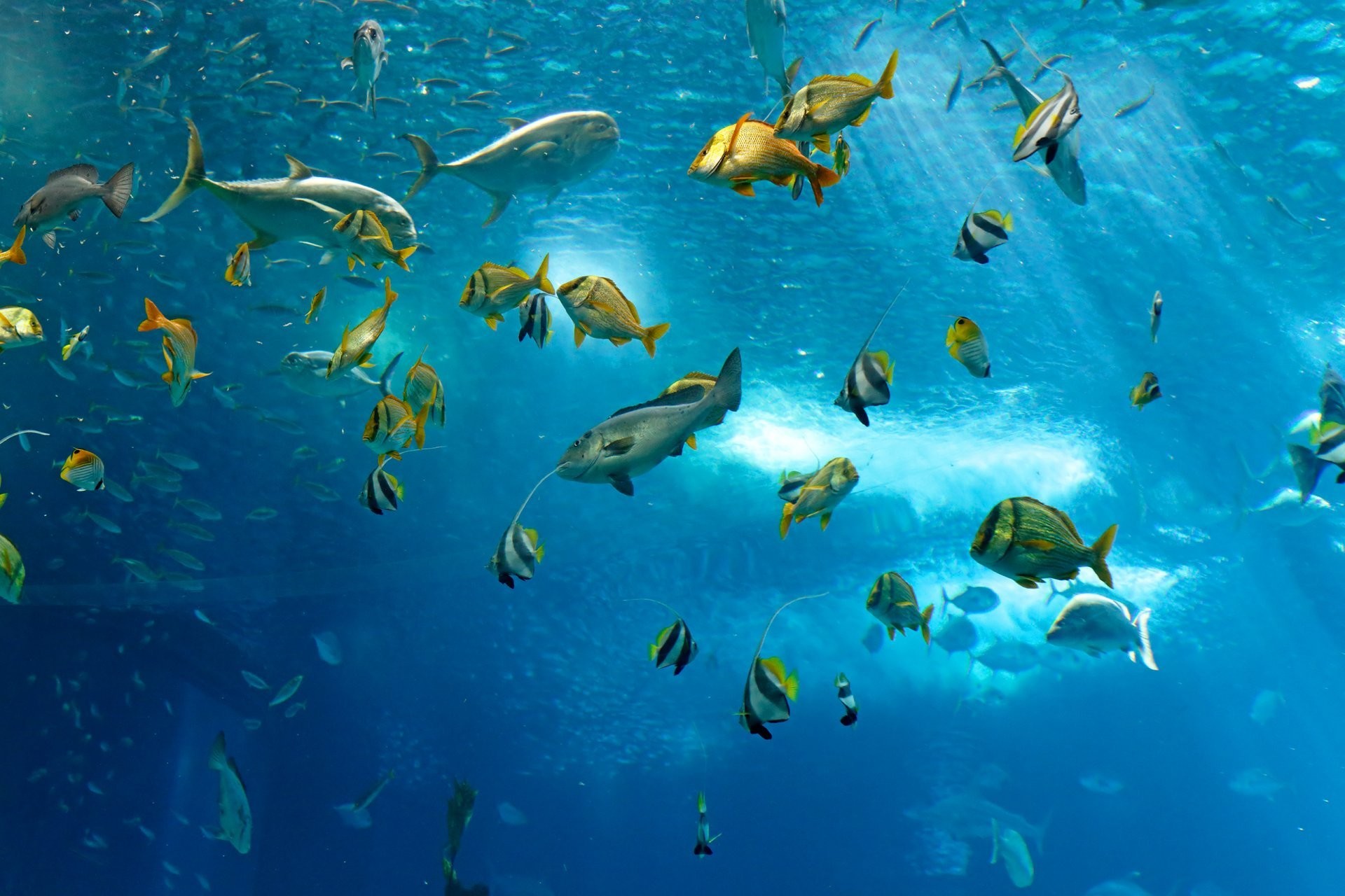 1920x1280 fish underwater sea ocean fish under water sea ocean