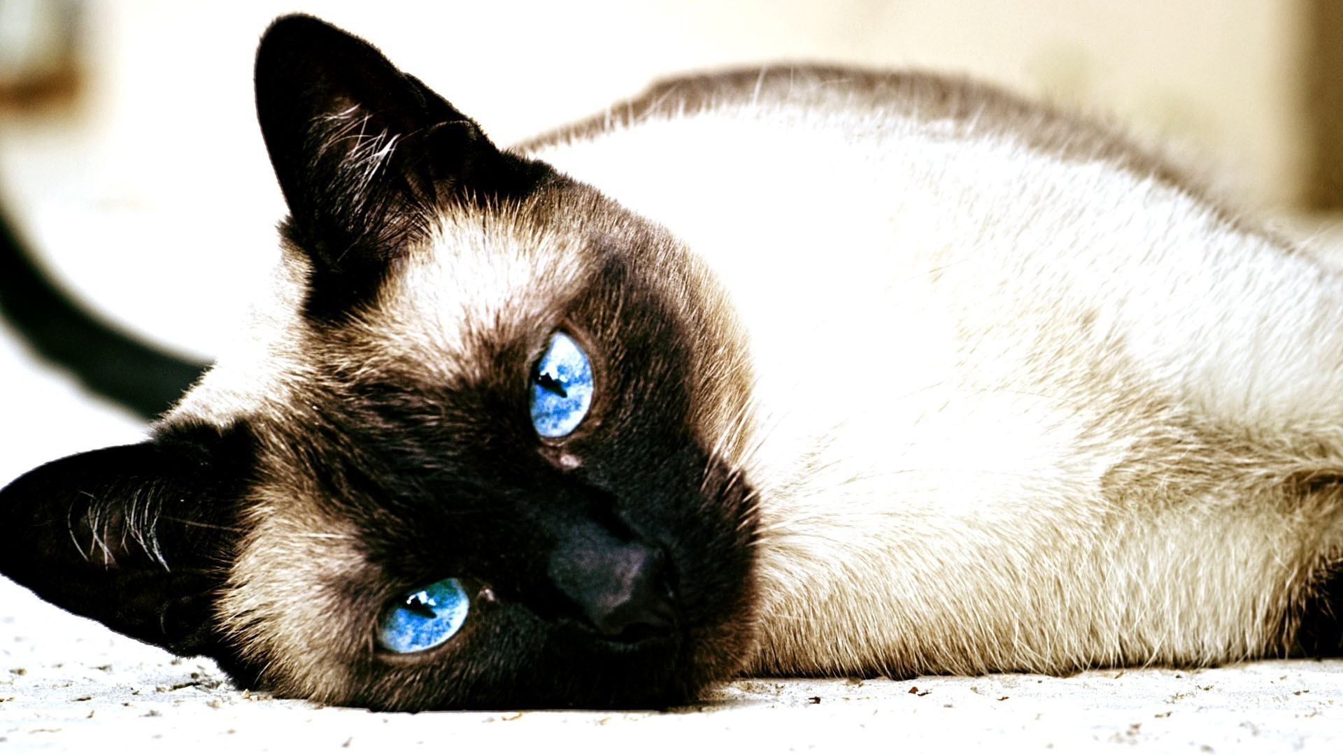 1920x1080 Image Siamese baby cat HD Wallpaper WallpaperFX, Baby Siamese Cats .