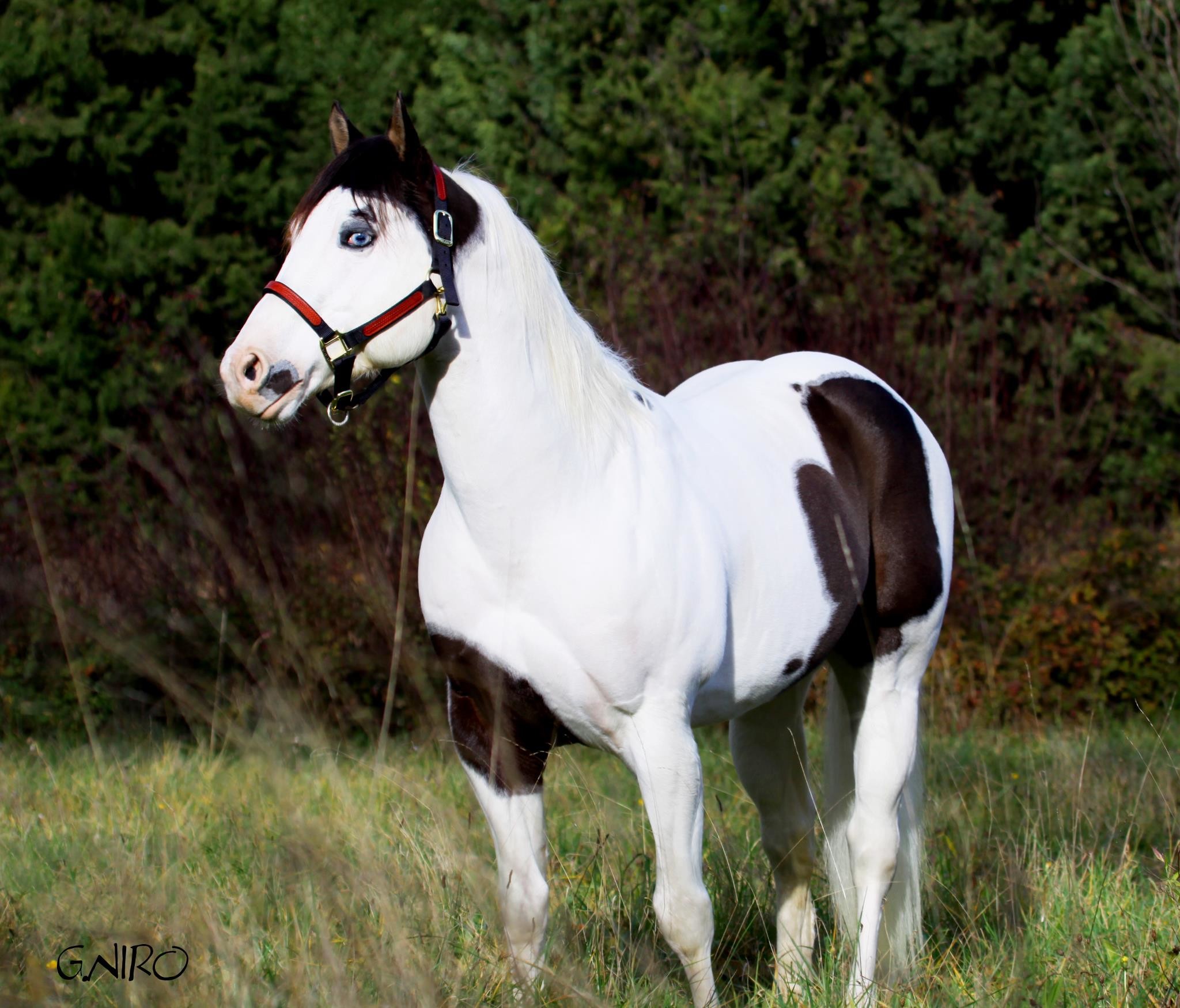 2048x1750 tovero paint horse. tovero paint horse 2005 apha black splash