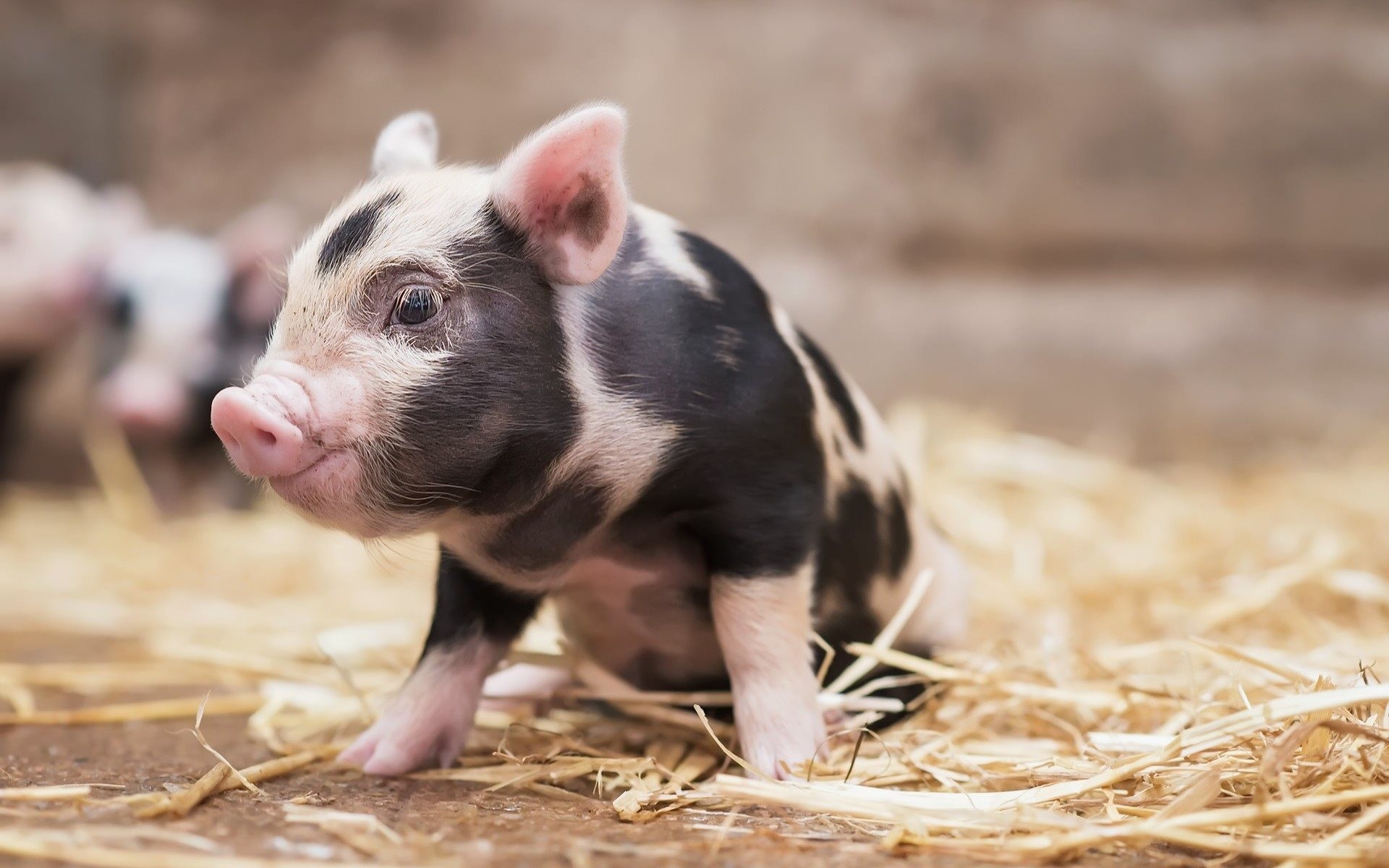 Cute Pig Wallpapers (63+ Images)