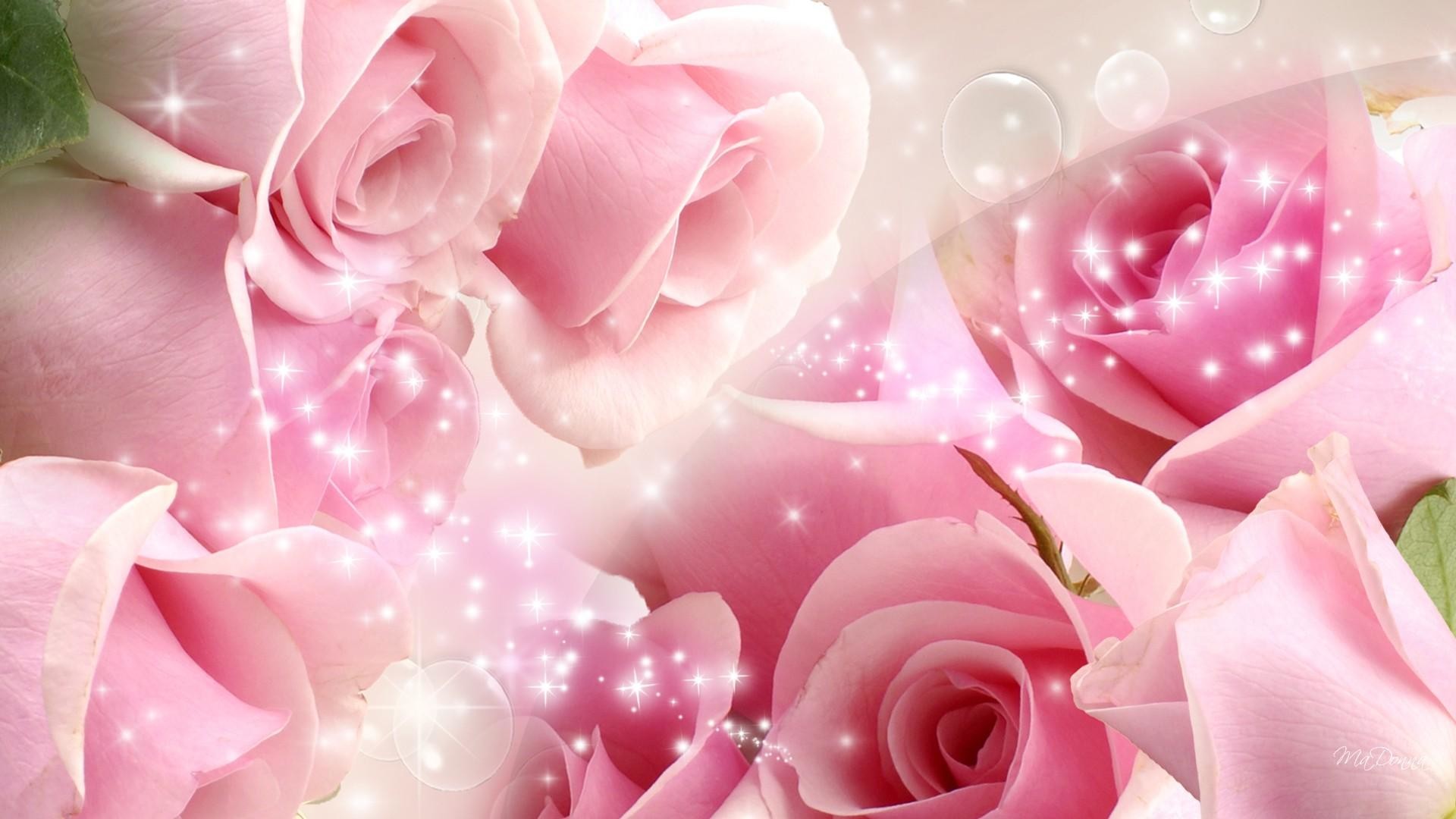 1920x1080 Rose so pink backgrounds download.