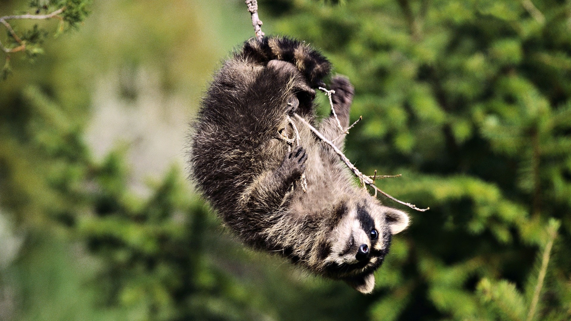 1920x1080  Wallpaper blurred background, snout, branch, raccoon, paws