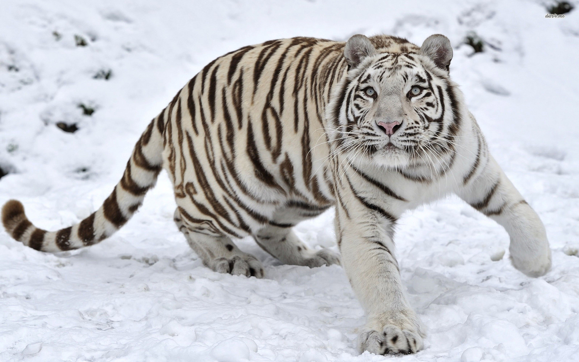 1920x1200 Baby White Tigers In Snow