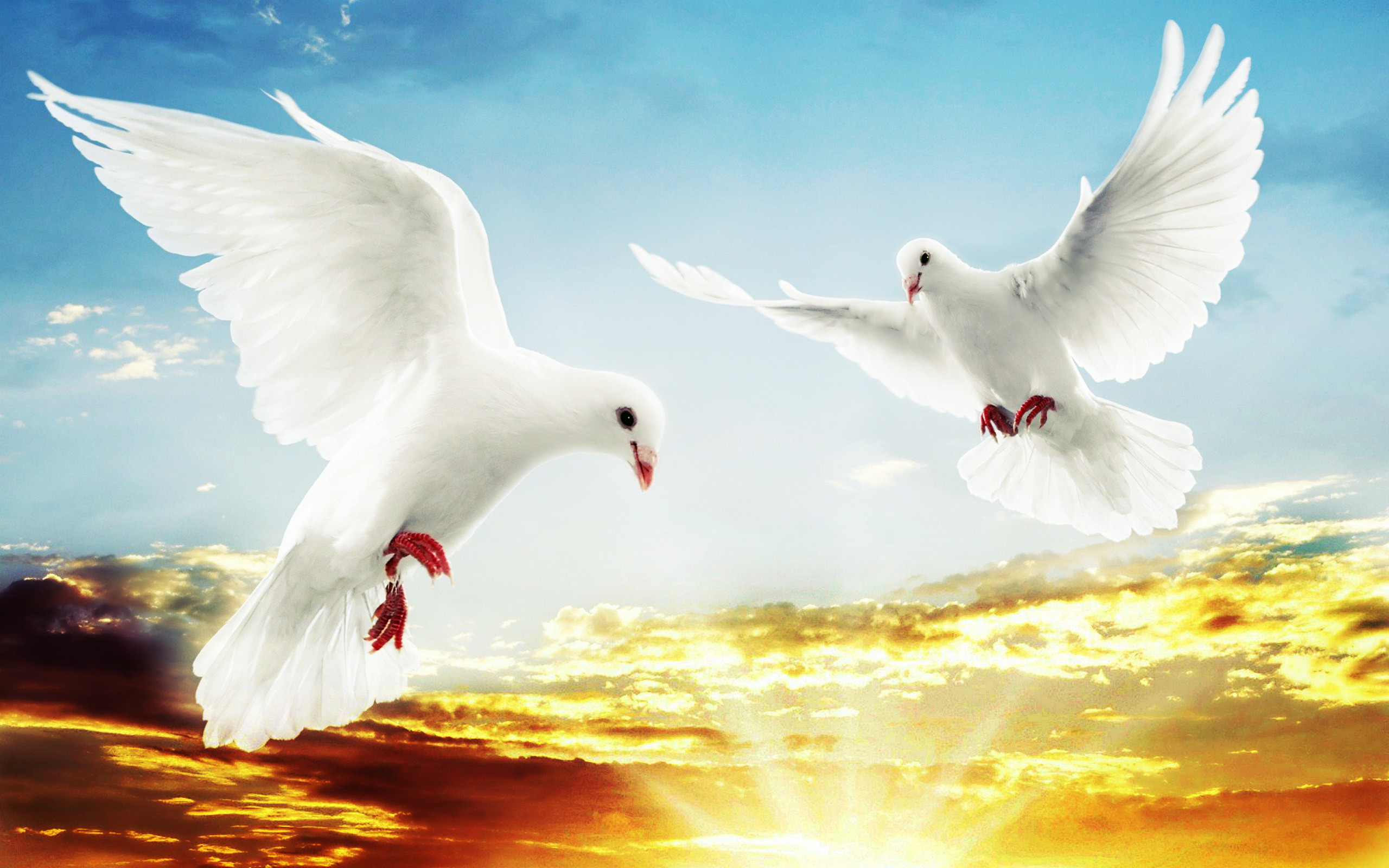 2560x1600 White Doves Flying