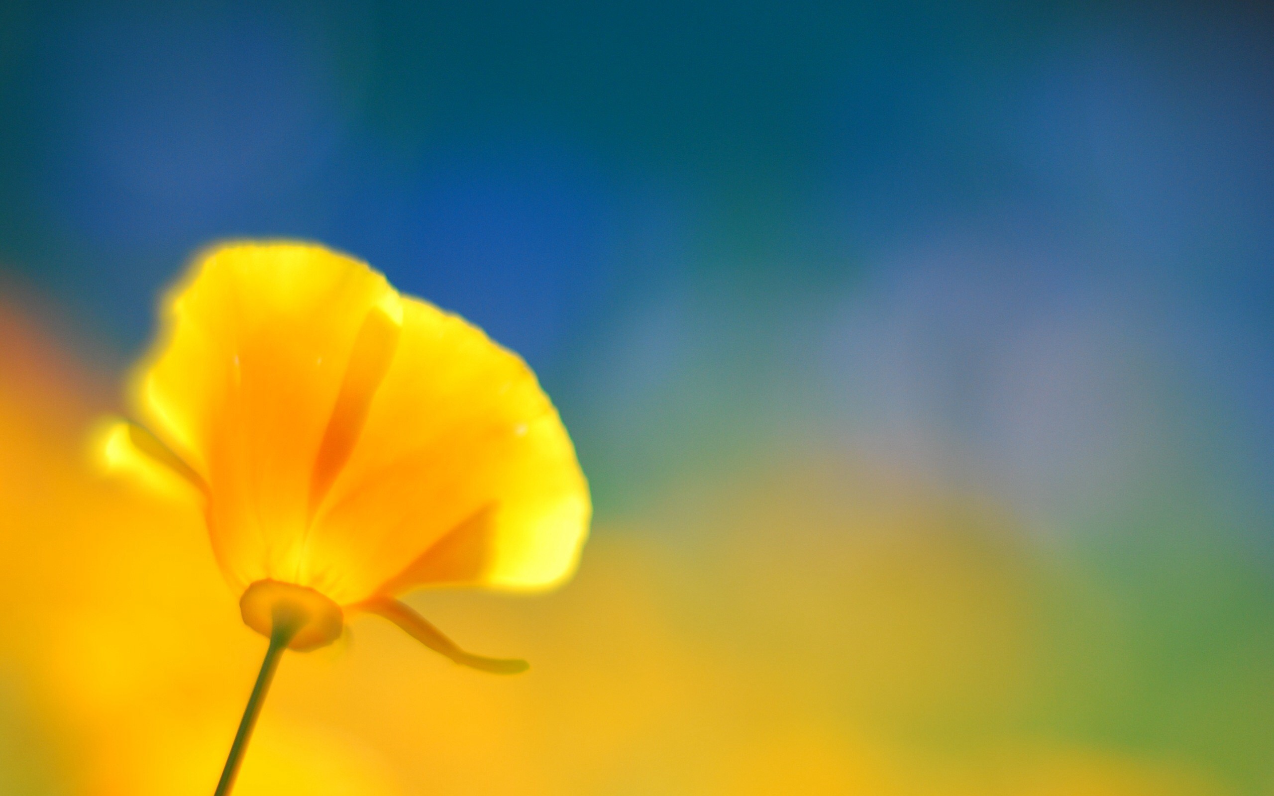 2560x1600 Yellow Flower wallpapers and stock photos
