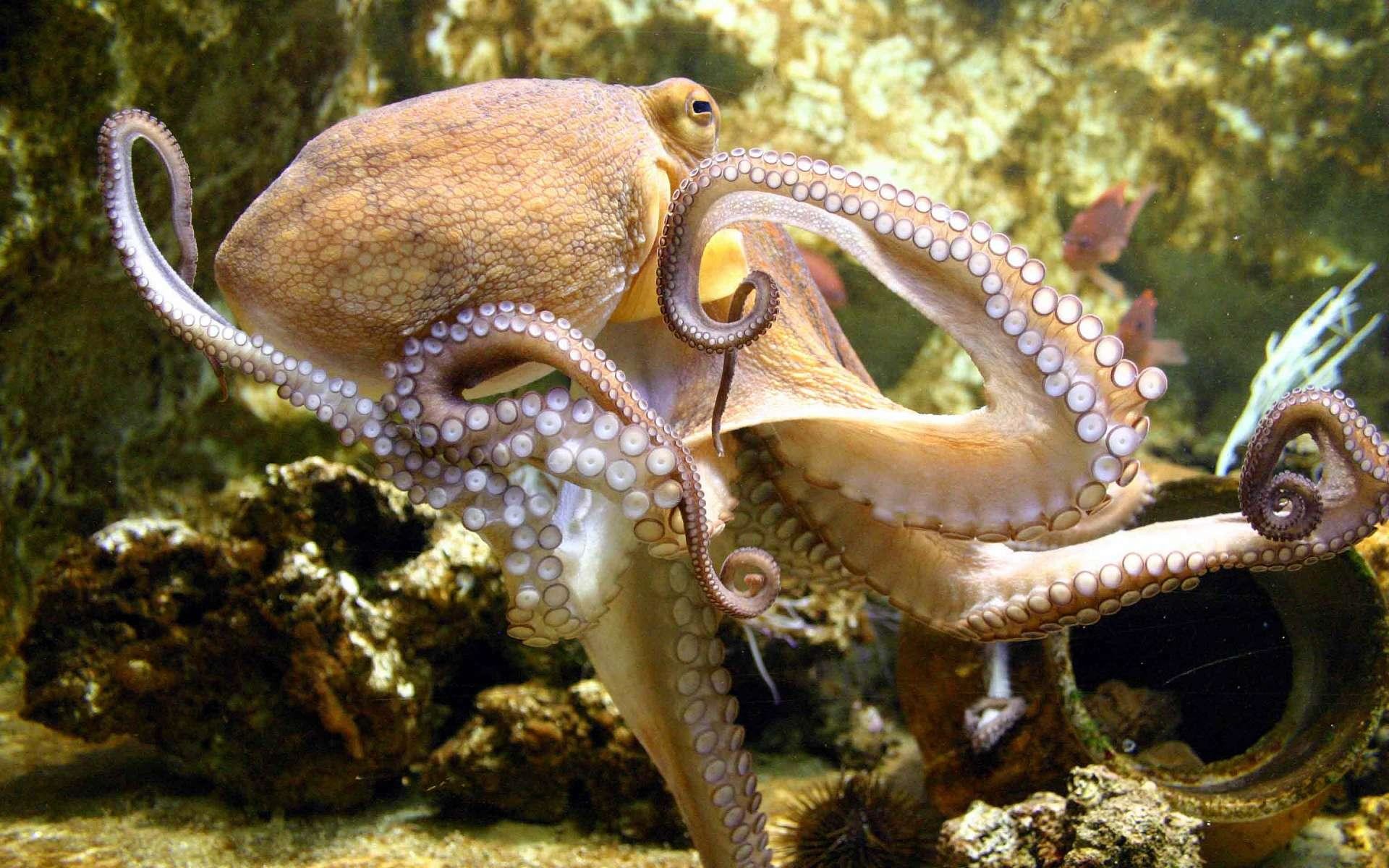 1920x1200 Octopus