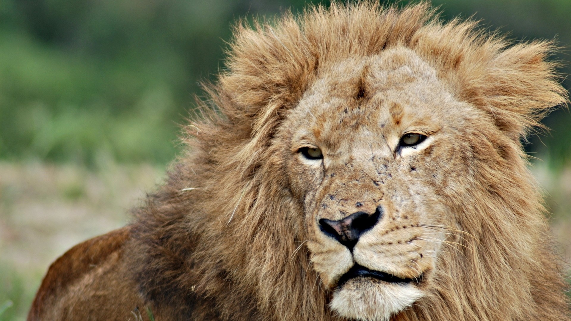 1920x1080  Wallpaper lion, face, mane, eyes, king of beasts
