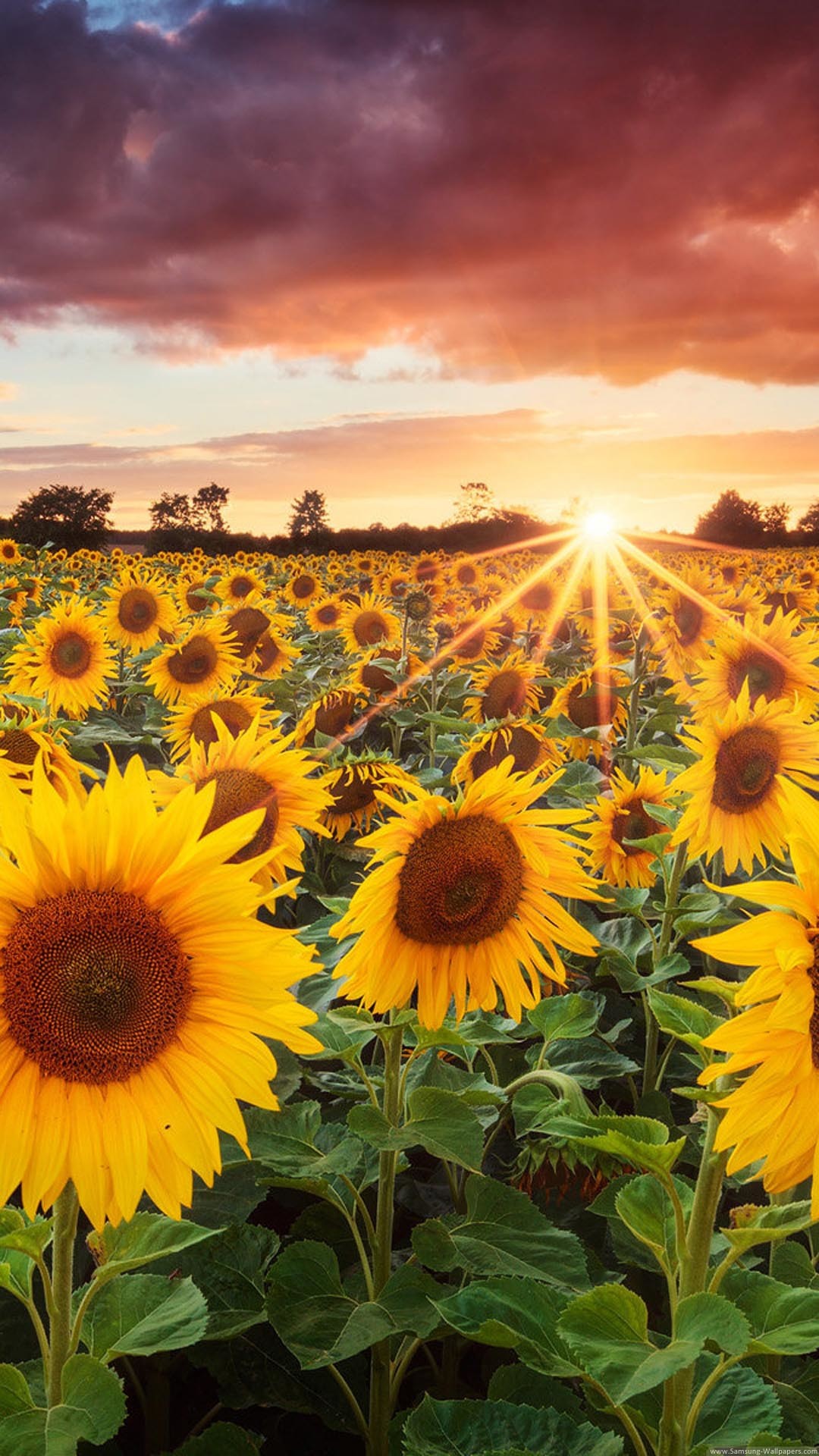 1080x1920 Sunflower Field Sunset iPhone 6 Plus HD Wallpaper ...