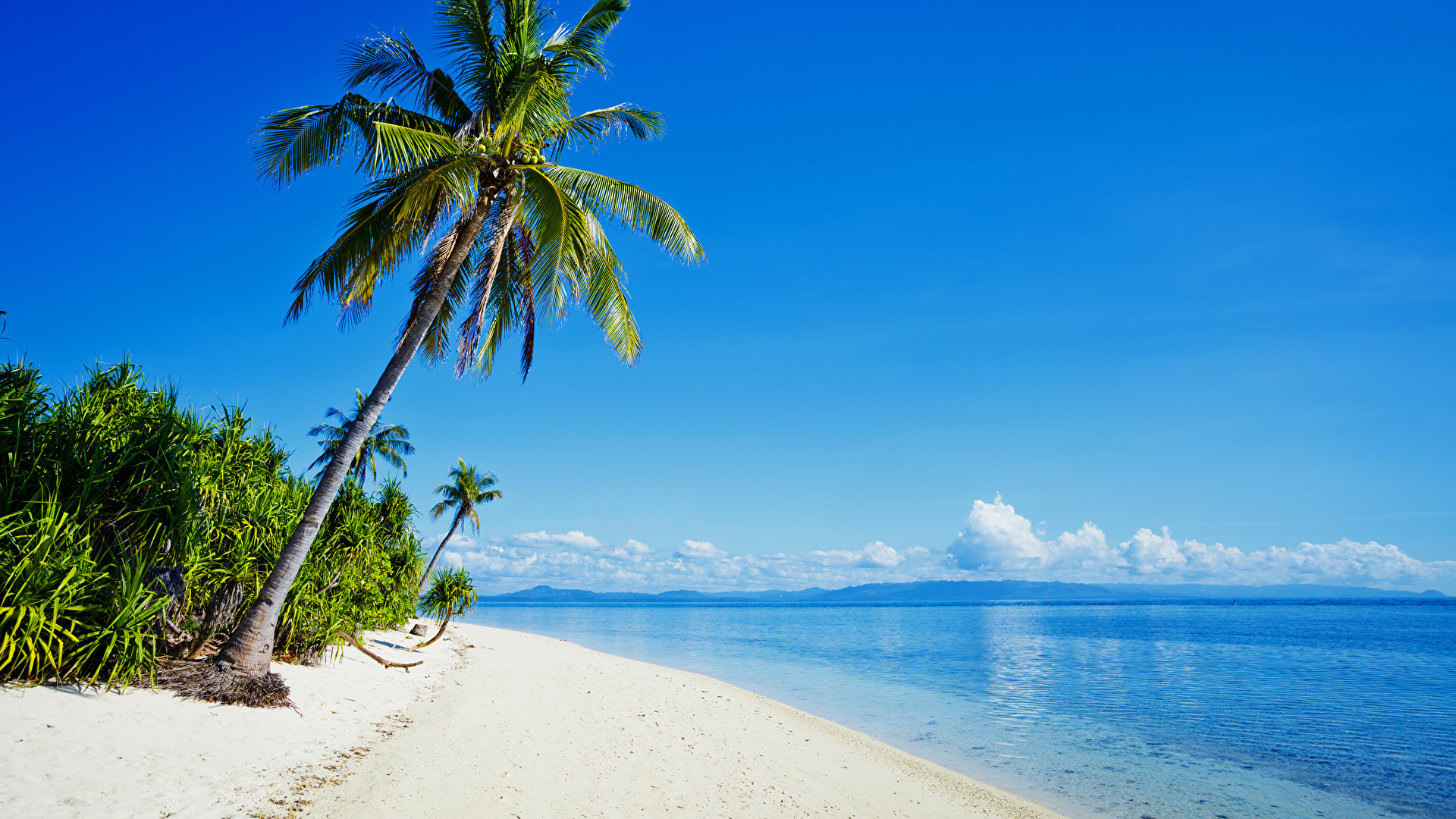 1920x1080 Tropical Beaches With Palm Trees S Wallpaper Desktop Background Is Cool  Wallpapers