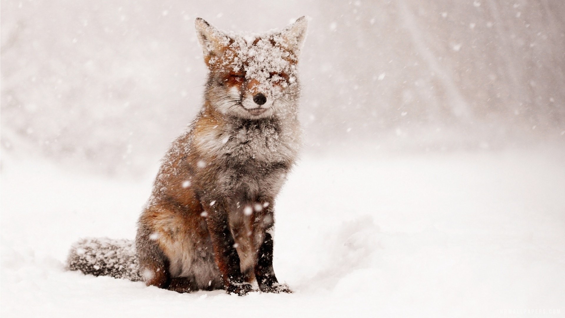 1920x1080 Winter Tag - Snow Animals Fox Foxes Nature Winter Wallpaper Dog Black for  HD 16: