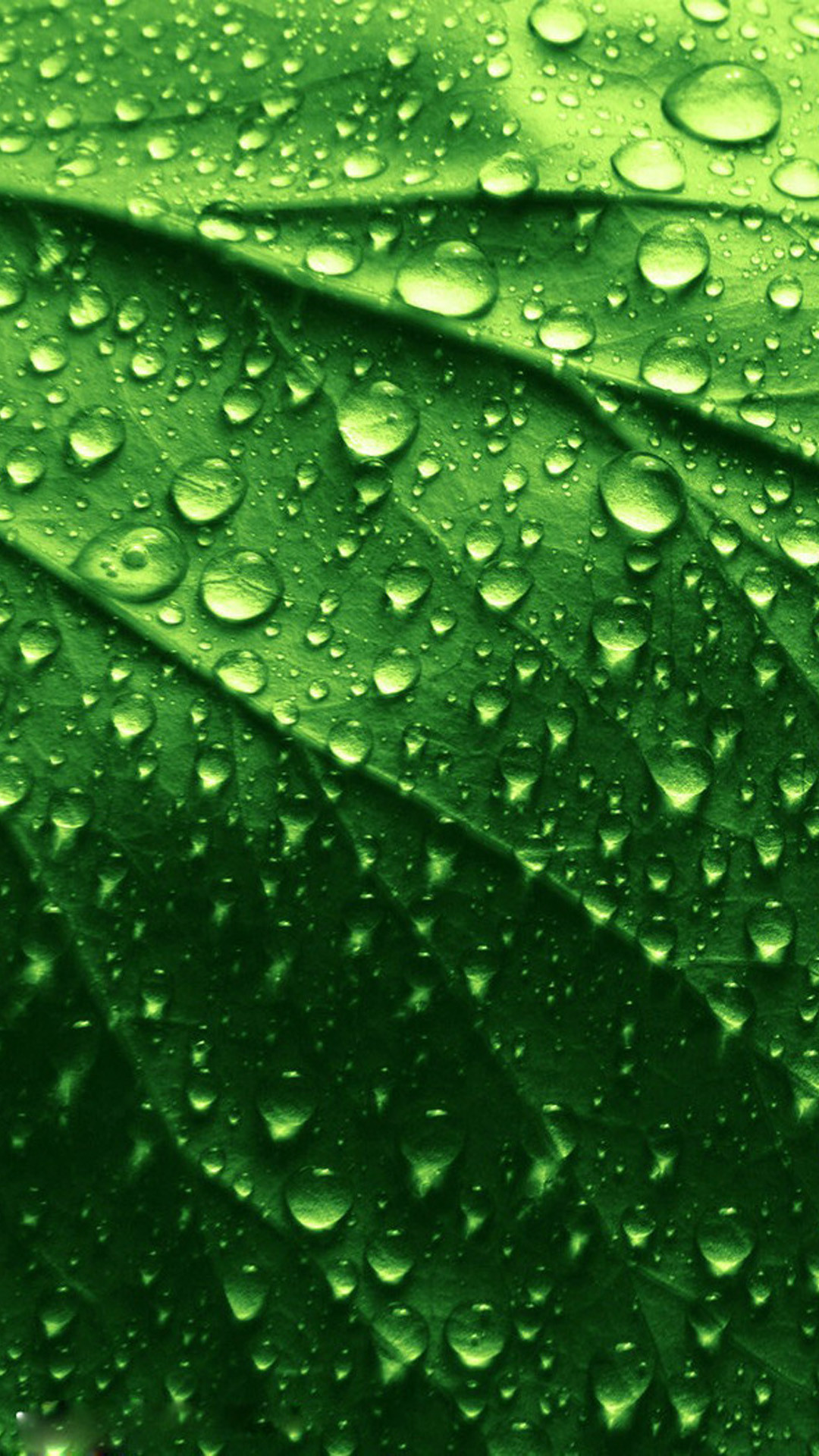 1080x1920 HD green leaves and water drops iphone 6 plus wallpaper