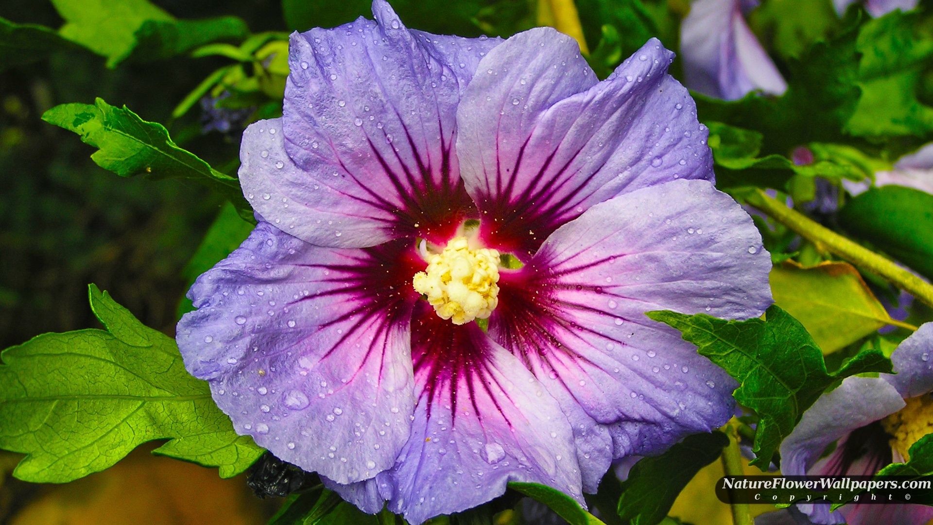 1920x1080 hibiscus flower | Purple Hibiscus Flower wallpaper