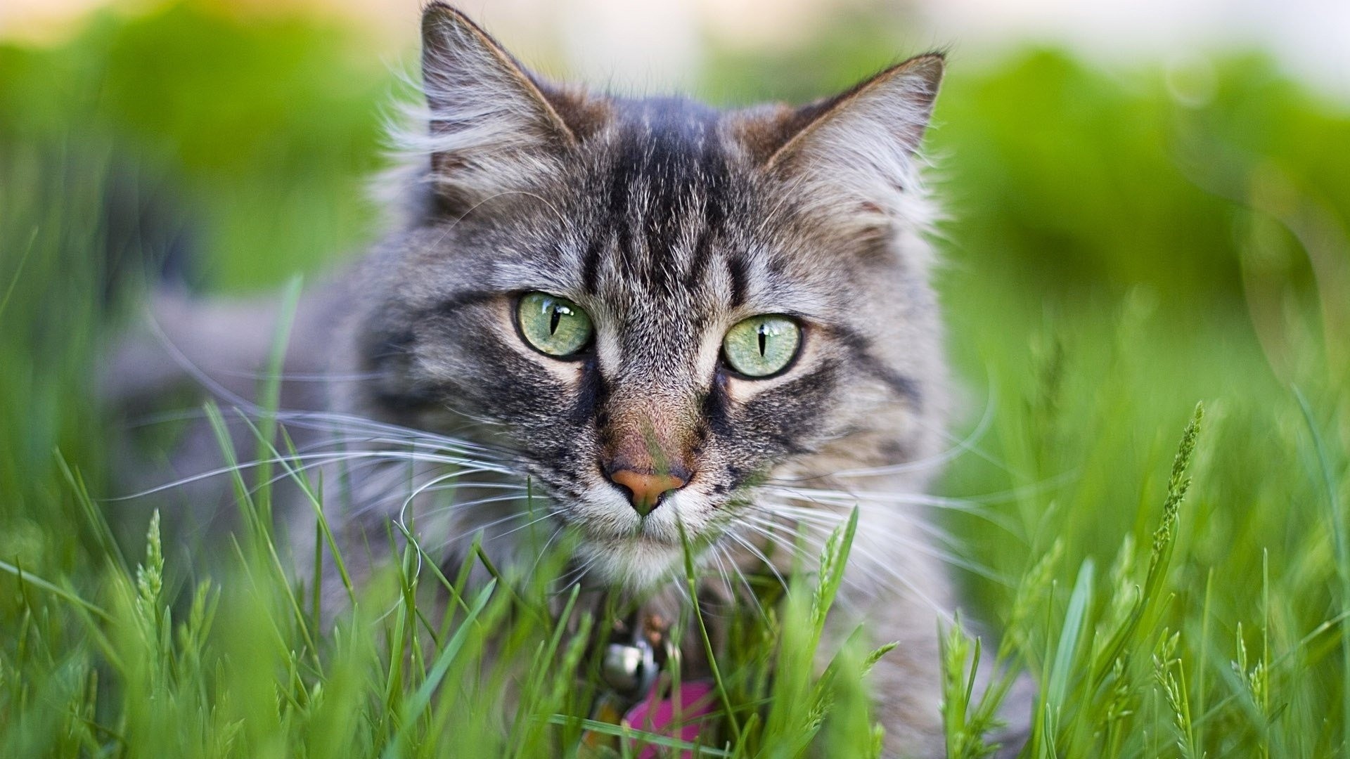 1920x1080  Wallpaper cat, face, furry, collar, grass