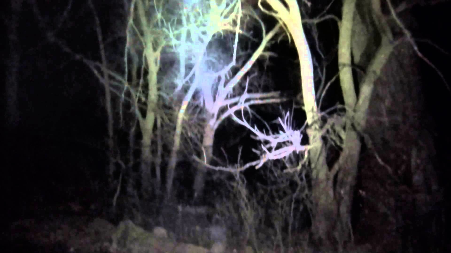 1920x1080 gopro tracer coon hunting 10/22