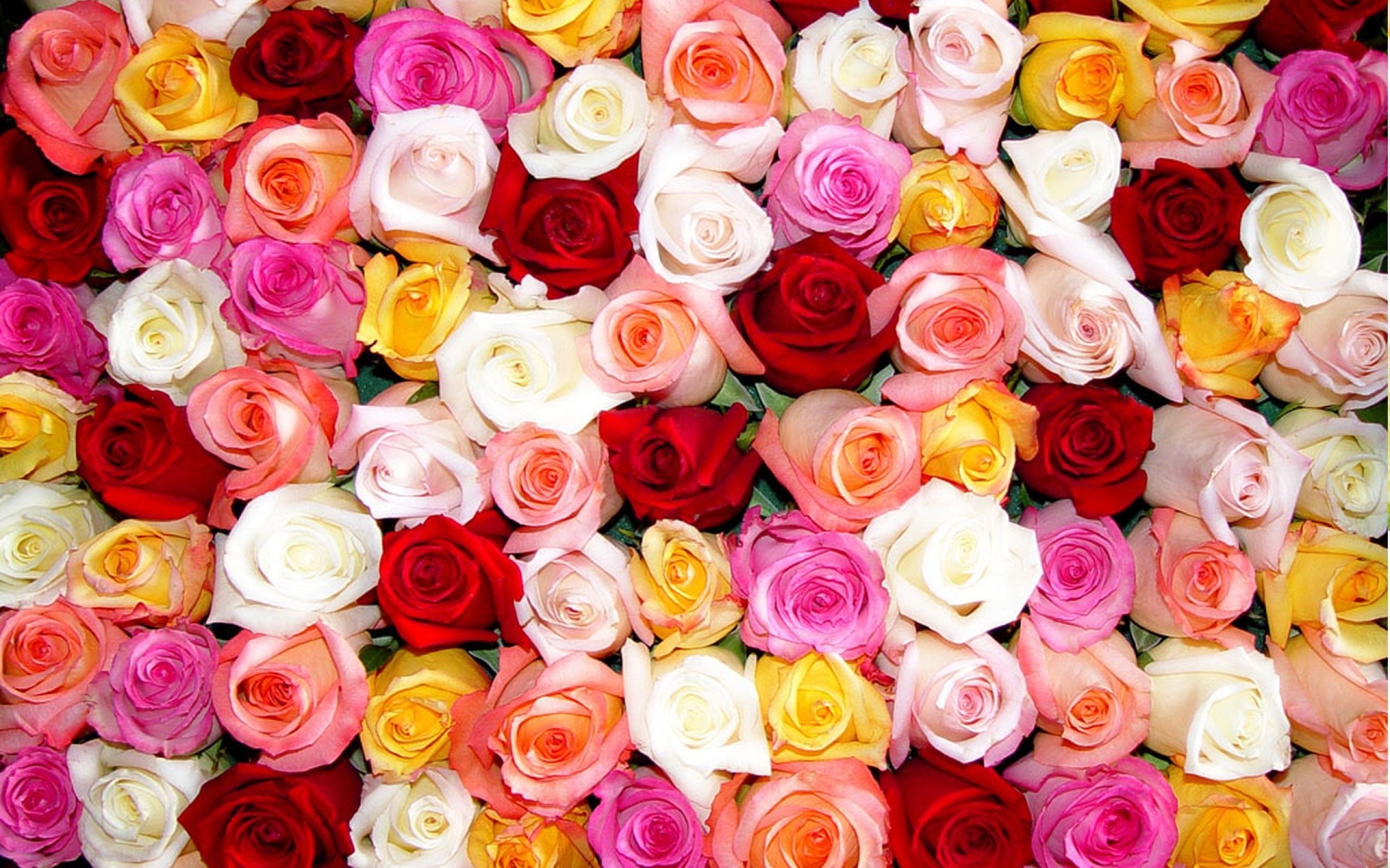 2560x1600 Rose, Flowers and Beautiful flowers