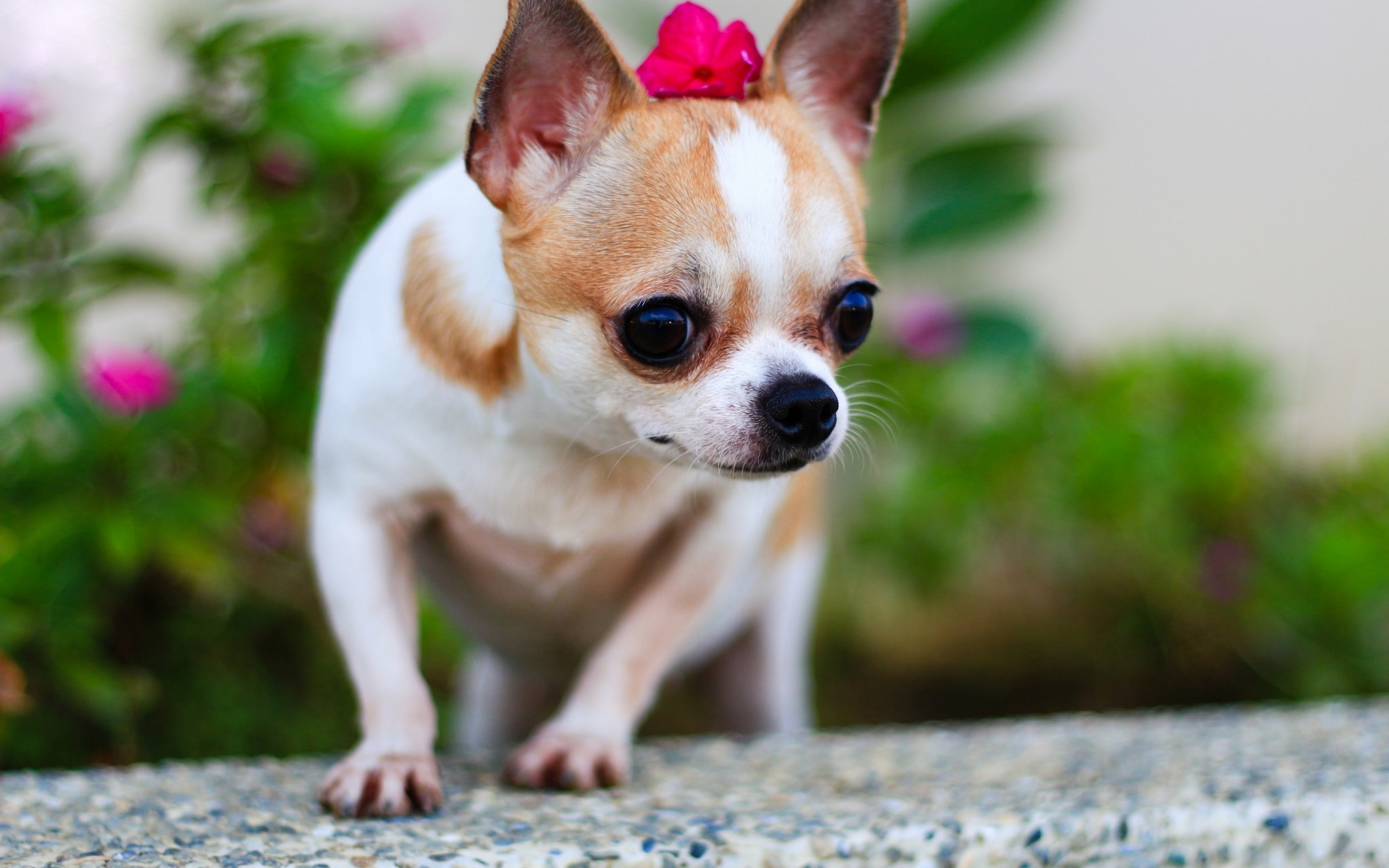 2880x1800 Chihuahua, flower, dogs, small chihuahua, close-up, cute animals,
