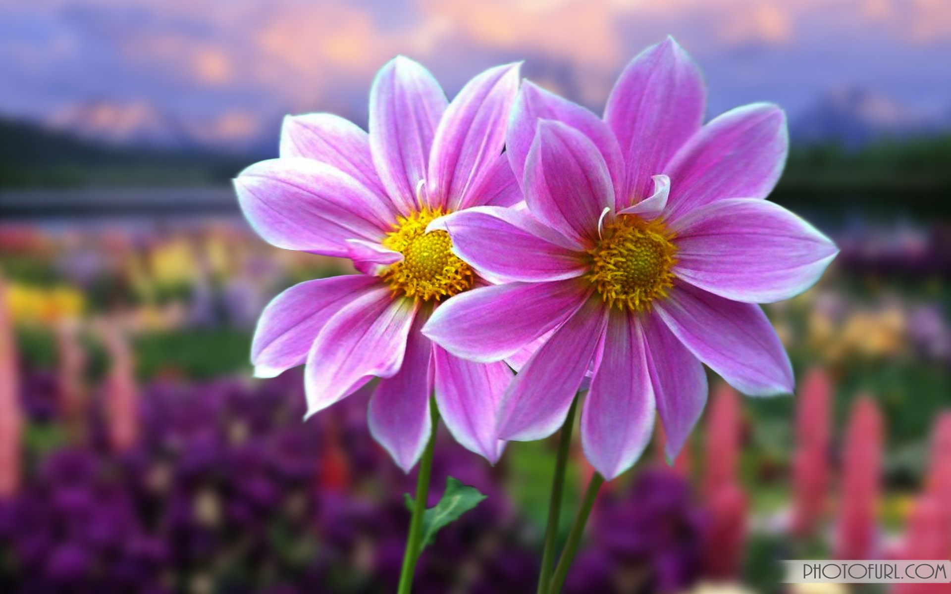 1920x1200 Definition big - on the desktop 924.7 kbytes, (Beautiful multicolored  artificial flowers background)
