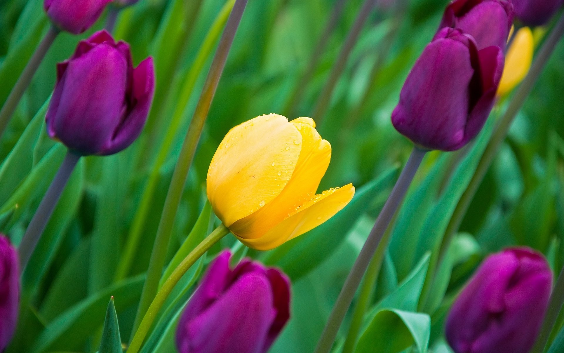 1920x1200 Pink And Yellow Tulips
